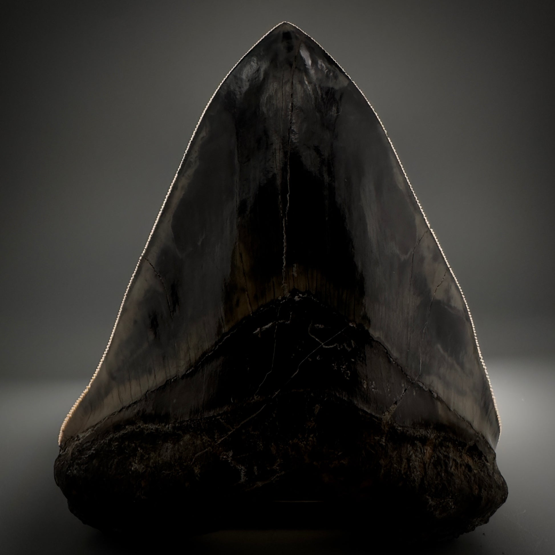 Collector's Quality Large, GEM 5.49" Fossil Megalodon Shark Tooth from West Java, Indonesia CM5315 - Front Serrations detail
