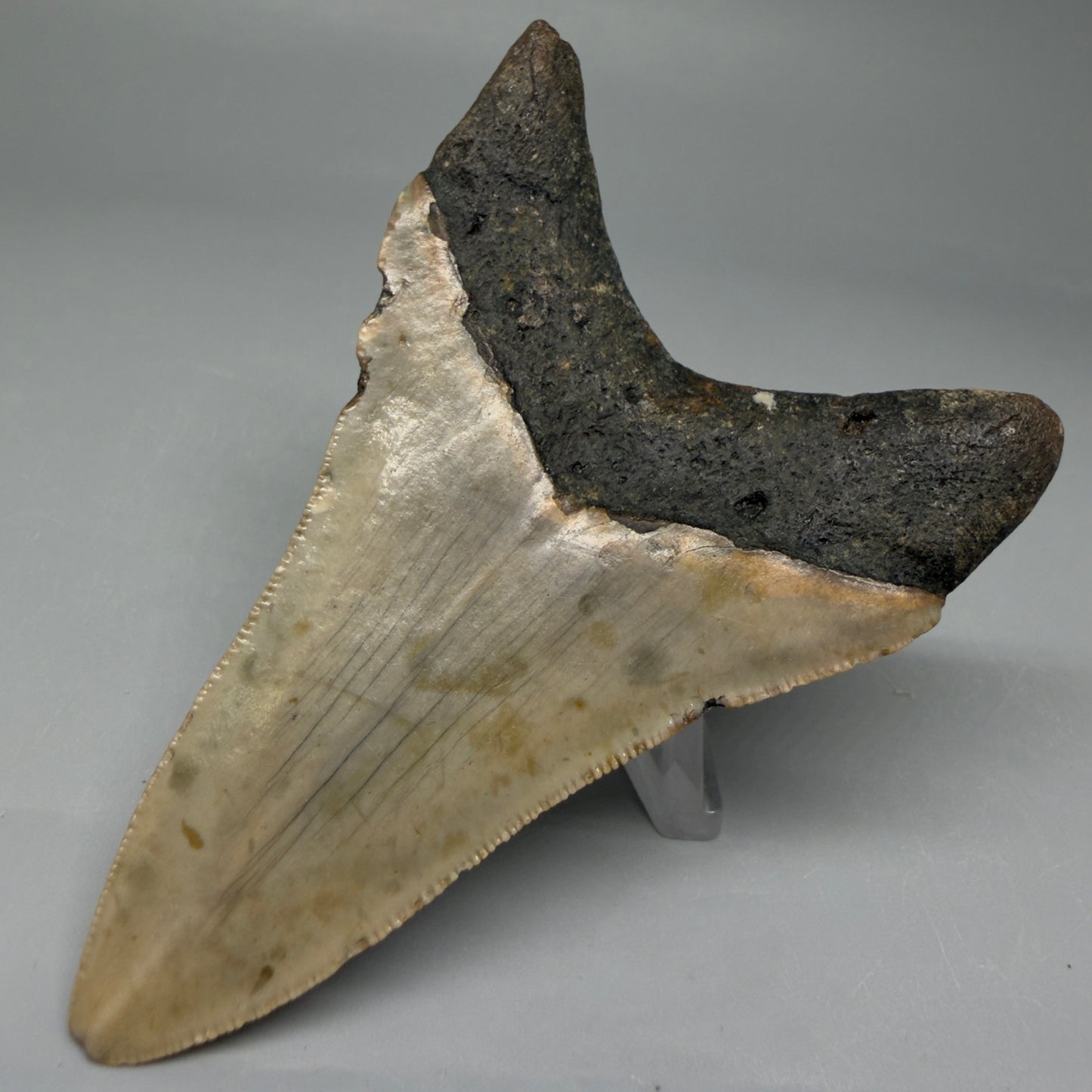 Back Right View Colorful 3.59" Fossil Megalodon Tooth from North Carolina CM6044
