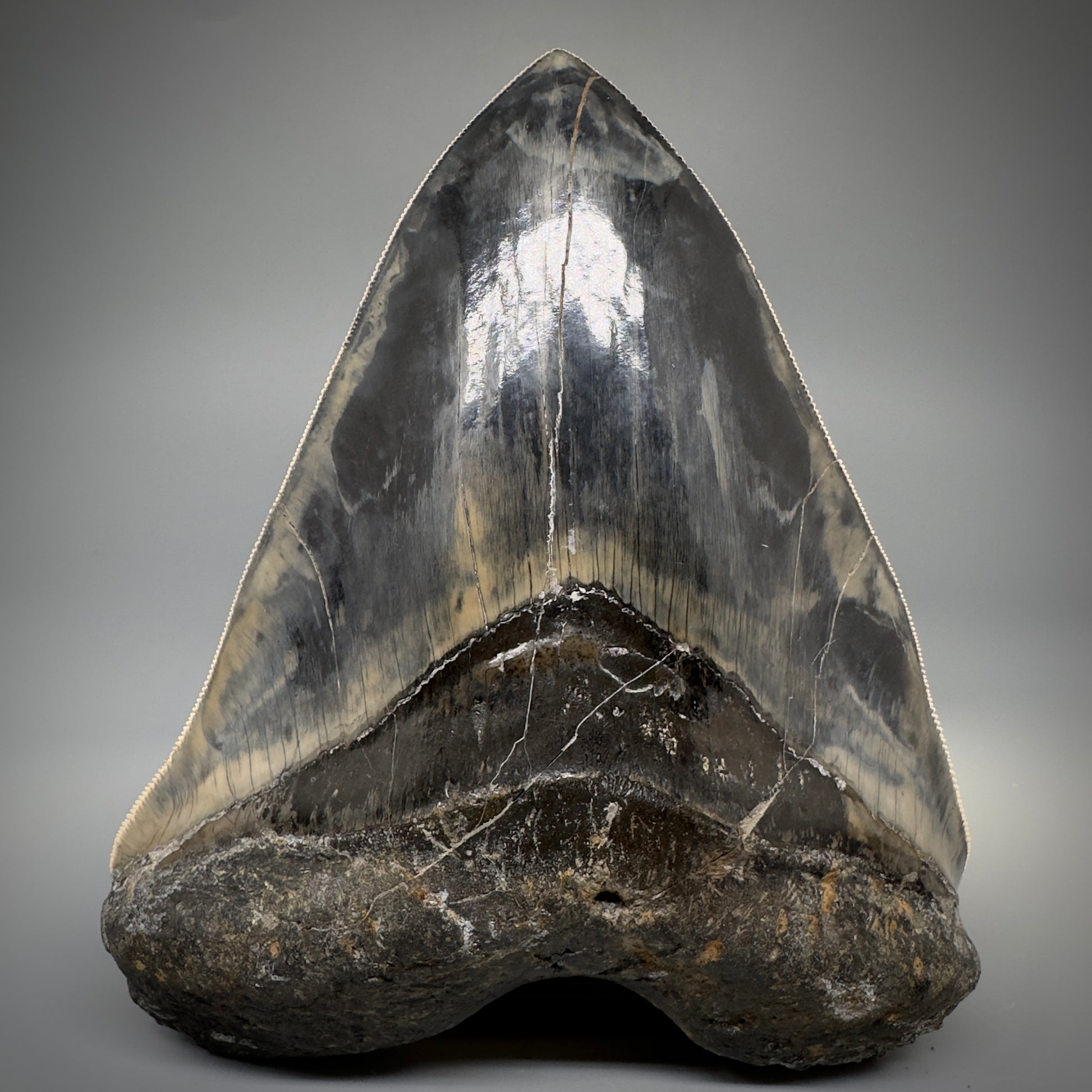 Collector's Quality Large, GEM 5.49" Fossil Megalodon Shark Tooth from West Java, Indonesia CM5315 - Front