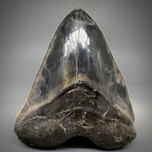 Collector's Quality Large, GEM 5.49" Fossil Megalodon Shark Tooth from West Java, Indonesia CM5315 - Front