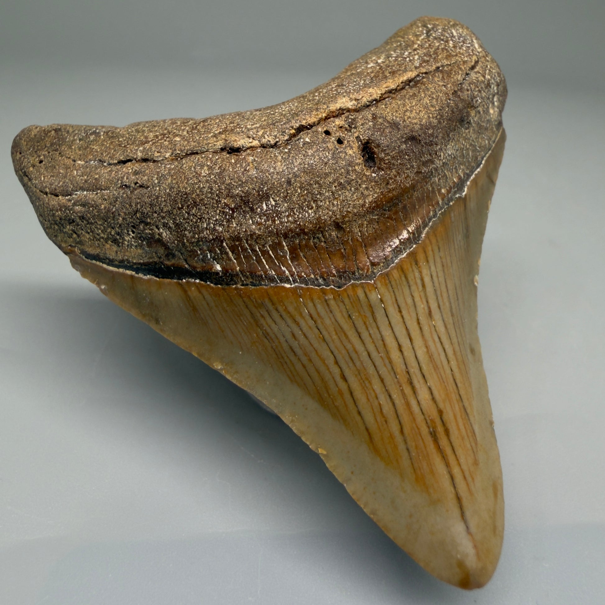 Front Left View Lateral 2.83" Fossil Megalodon Tooth - Authentic Carcharocles megalodon Fossil from North Carolina CM5702 
