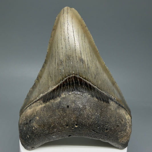 Front View Colorful 3.60" Fossil Megalodon Tooth from North Carolina - megalodonteeth.com 