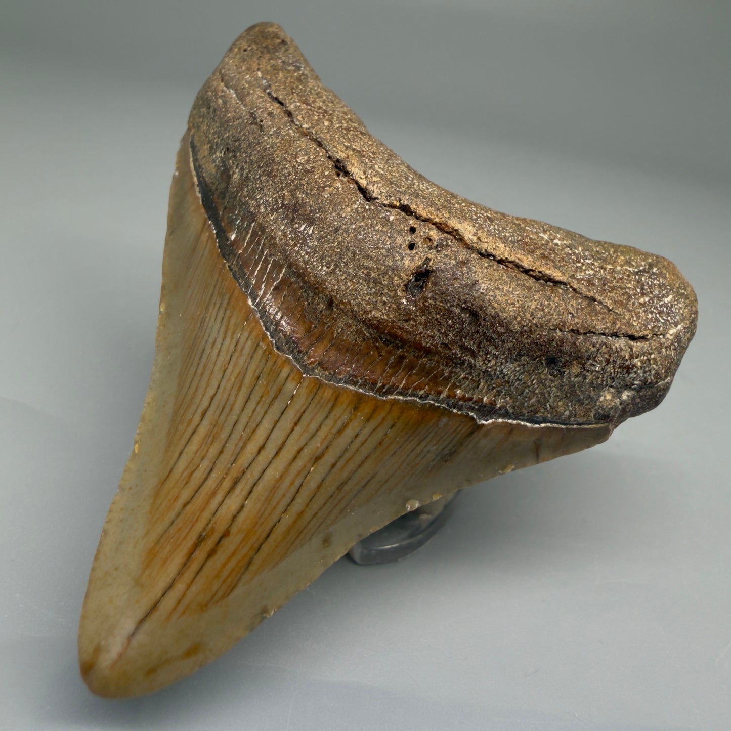 Front Right View Lateral 2.83" Fossil Megalodon Tooth - Authentic Carcharocles megalodon Fossil from North Carolina CM5702 