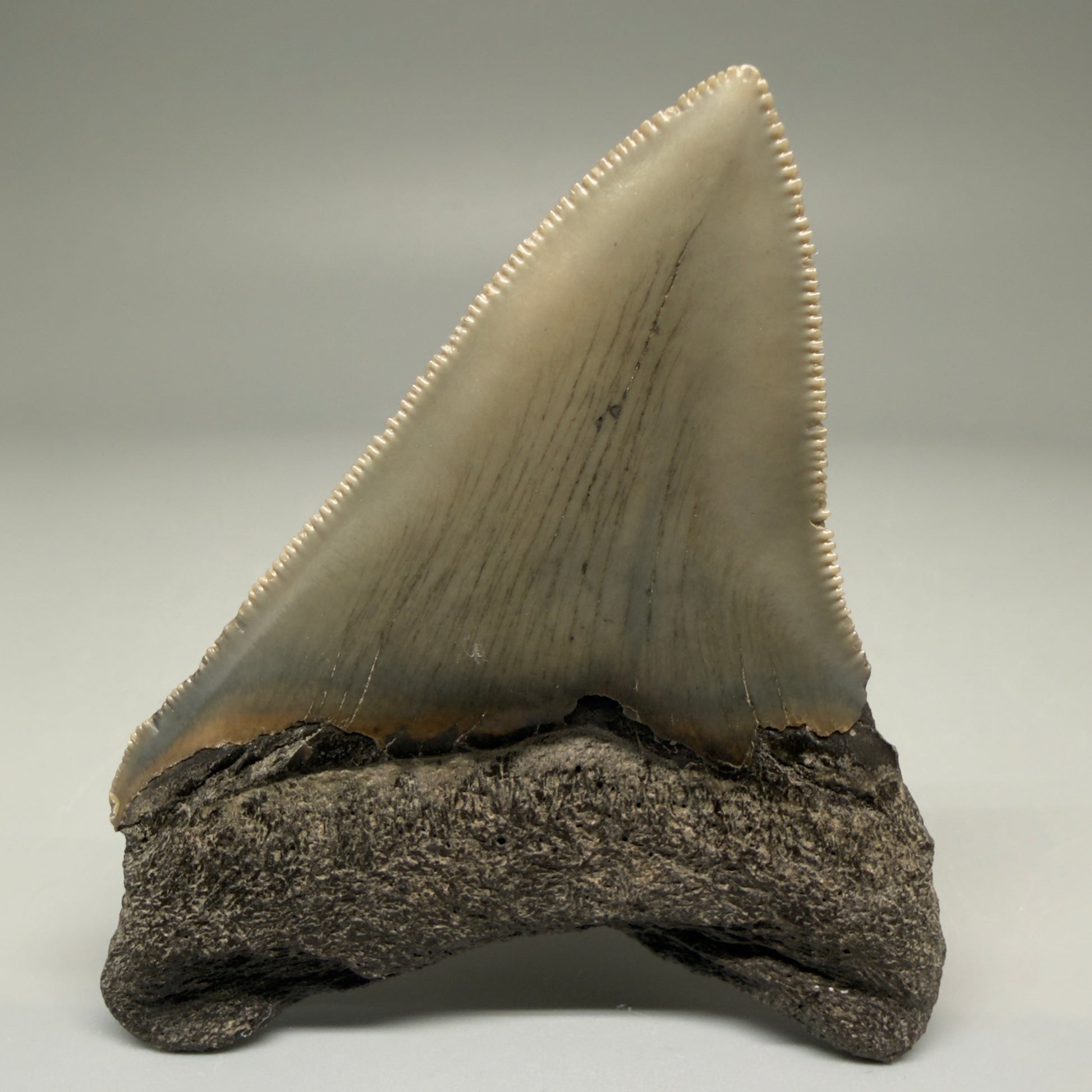 Back  View 2.98" Fossil Megalodon Tooth - Authentic Carcharocles megalodon Fossil from North Carolina CM5706 