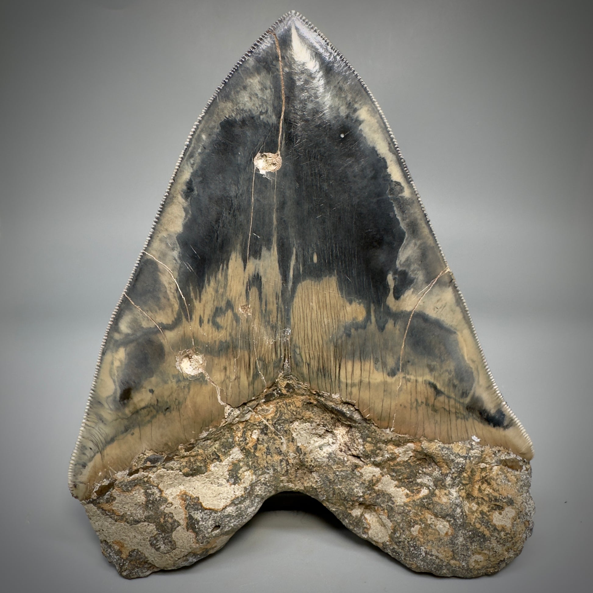 Collector's Quality Large, GEM 5.49" Fossil Megalodon Shark Tooth from West Java, Indonesia CM5315 - Back