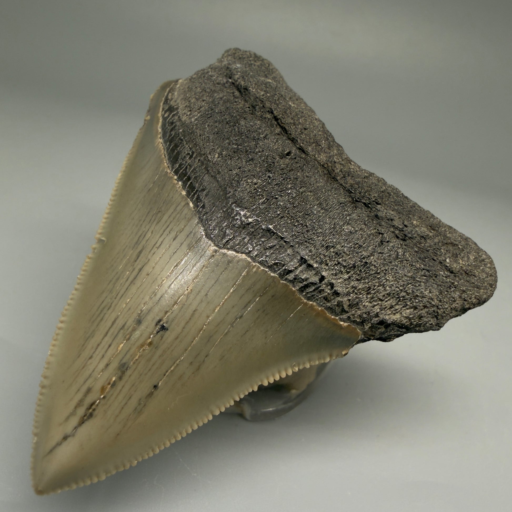 Front Right View 2.98" Fossil Megalodon Tooth - Authentic Carcharocles megalodon Fossil from North Carolina CM5706 