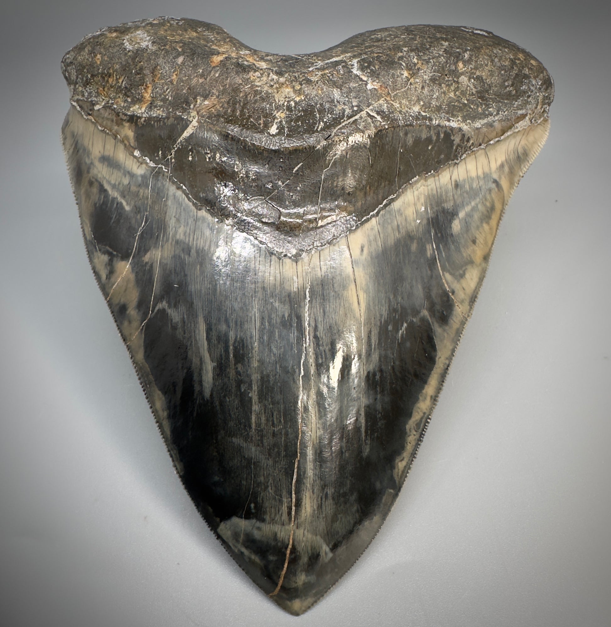 Collector's Quality Large, GEM 5.49" Fossil Megalodon Shark Tooth from West Java, Indonesia CM5315 - Front 1