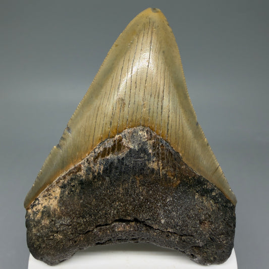 Front View Colorful 3.62" Fossil Megalodon Tooth from North Carolina - megalodonteeth.com CM6046