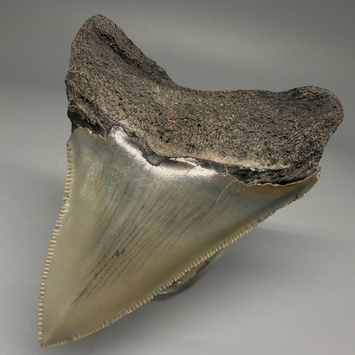 Back Right  View 2.98" Fossil Megalodon Tooth - Authentic Carcharocles megalodon Fossil from North Carolina CM5706 