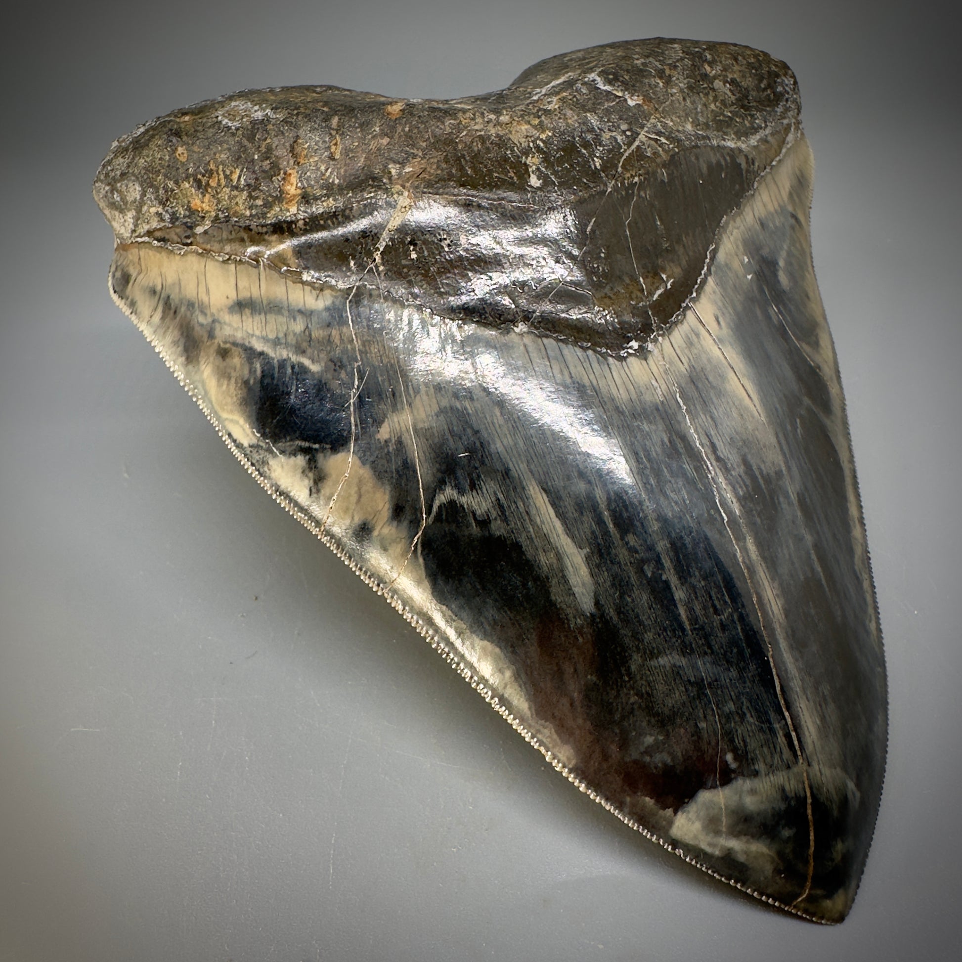 Collector's Quality Large, GEM 5.49" Fossil Megalodon Shark Tooth from West Java, Indonesia CM5315 - Front Left