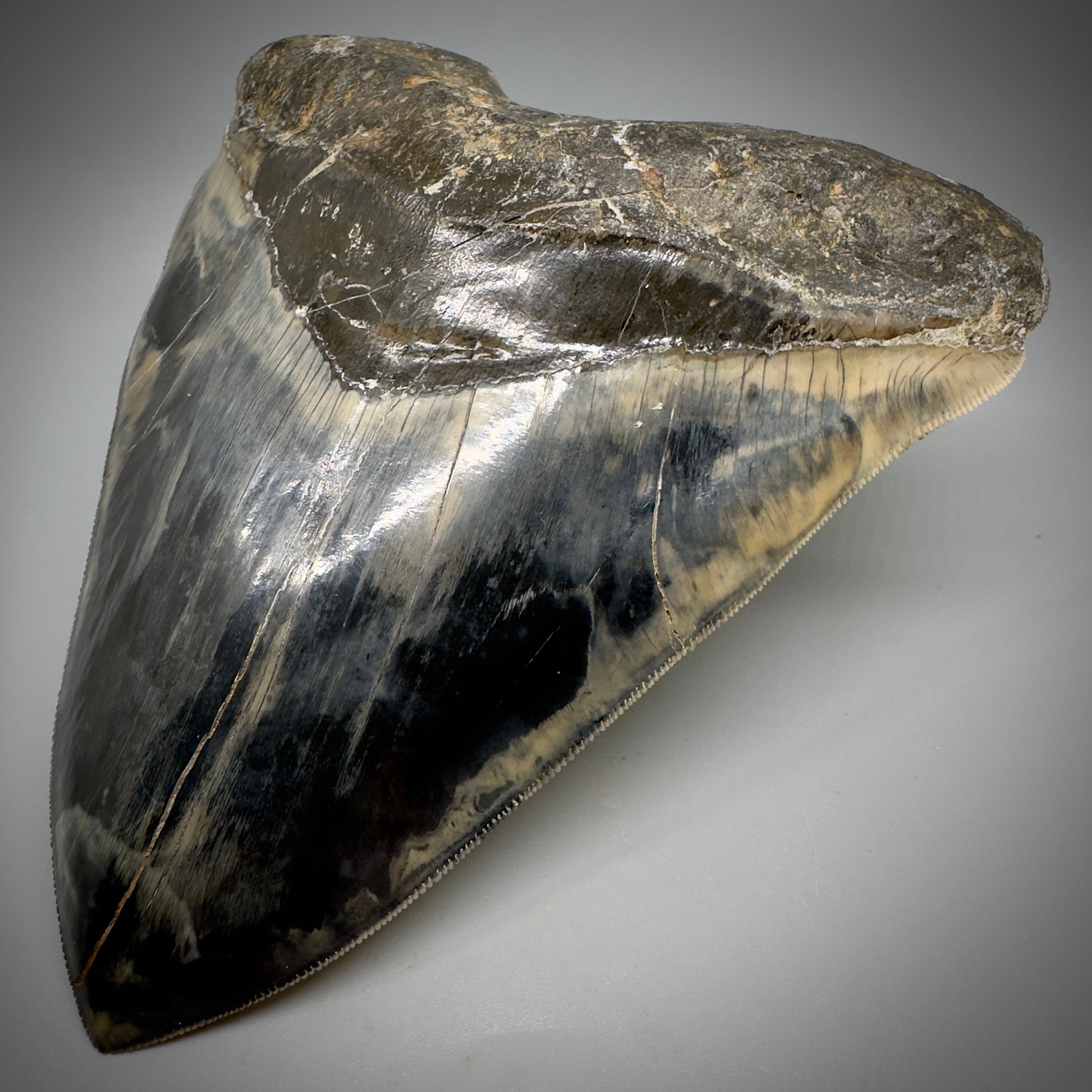 Collector's Quality Large, GEM 5.49" Fossil Megalodon Shark Tooth from West Java, Indonesia CM5315 - Front Right