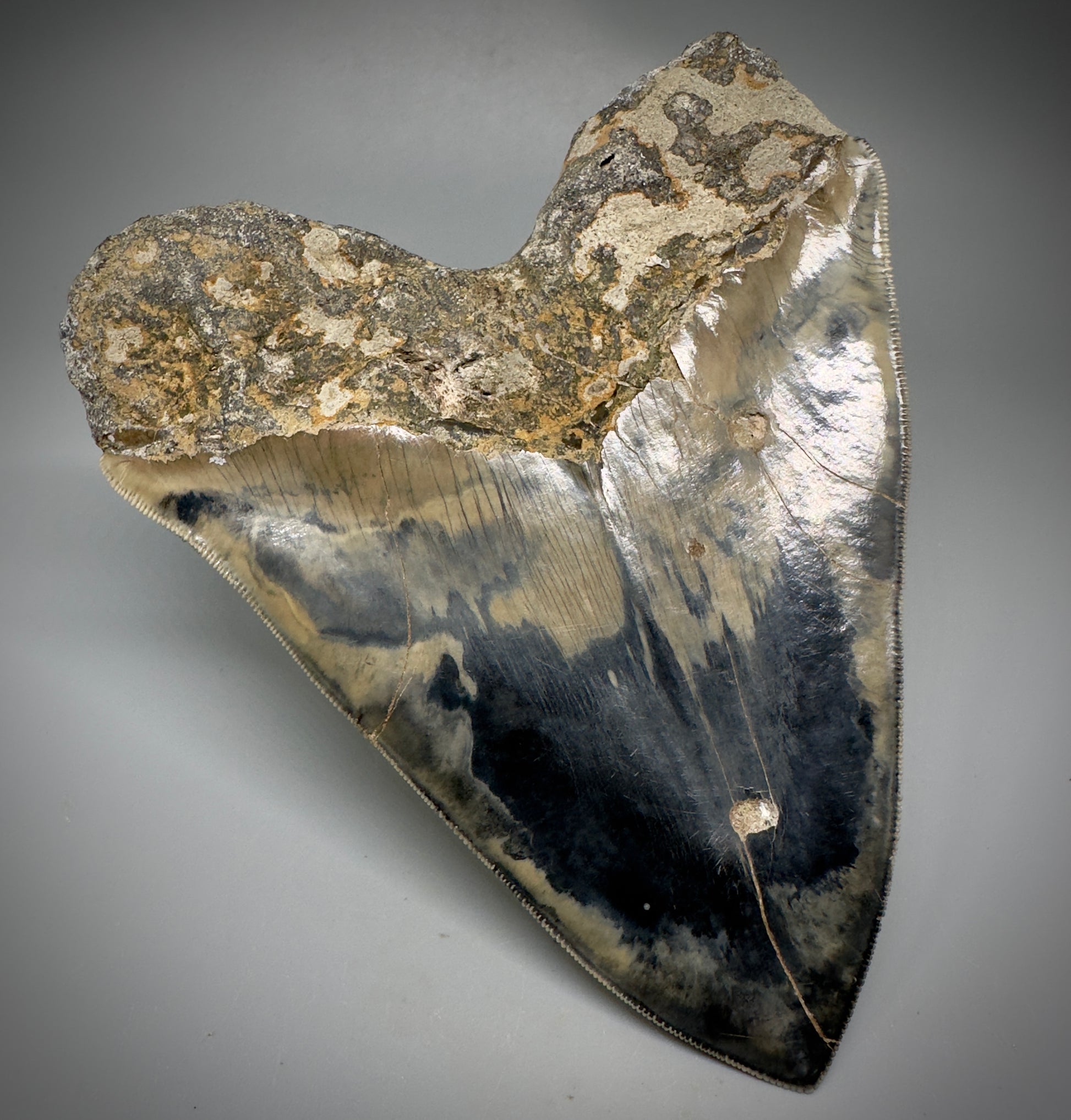 Collector's Quality Large, GEM 5.49" Fossil Megalodon Shark Tooth from West Java, Indonesia CM5315 - Back Left