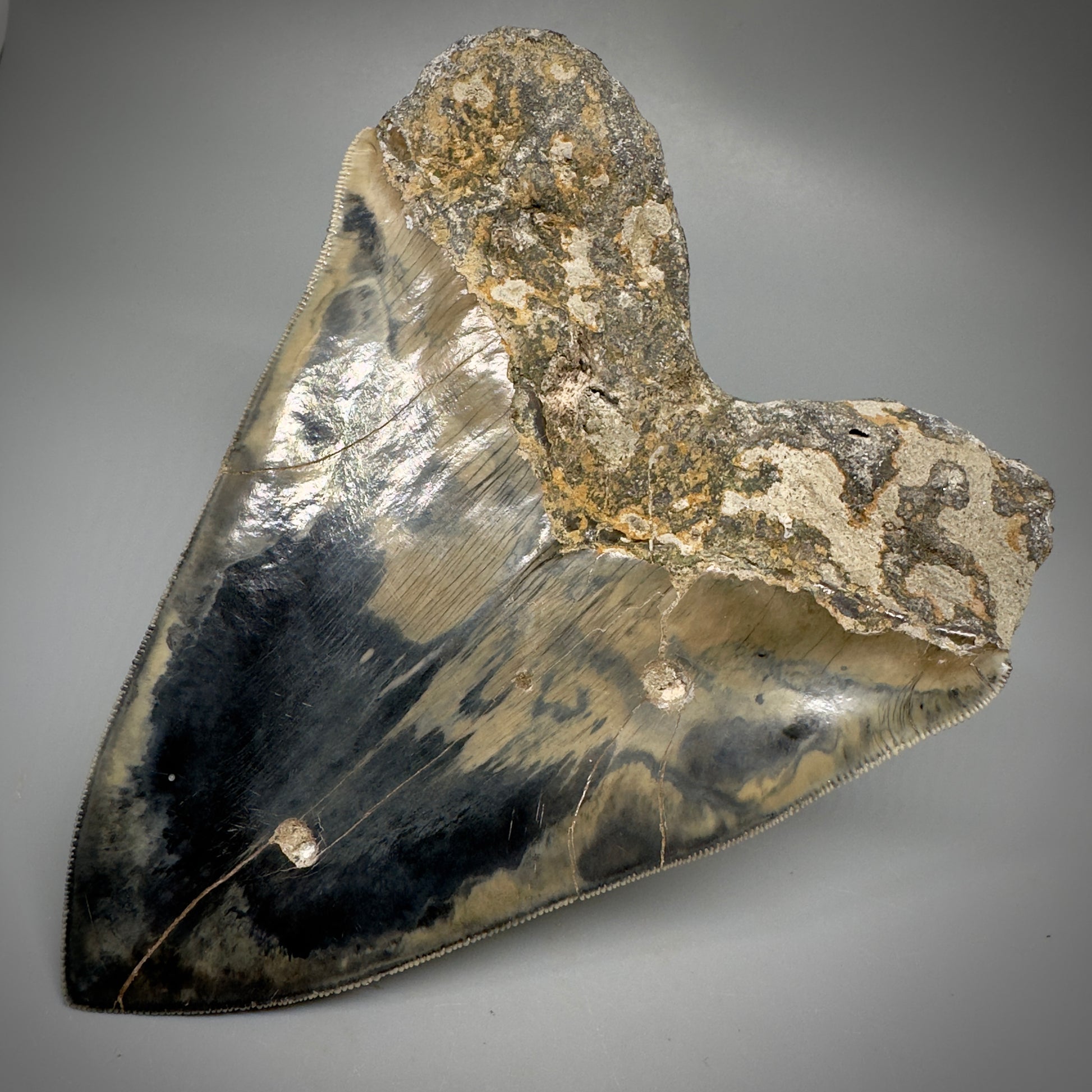 Collector's Quality Large, GEM 5.49" Fossil Megalodon Shark Tooth from West Java, Indonesia CM5315 - Back Right