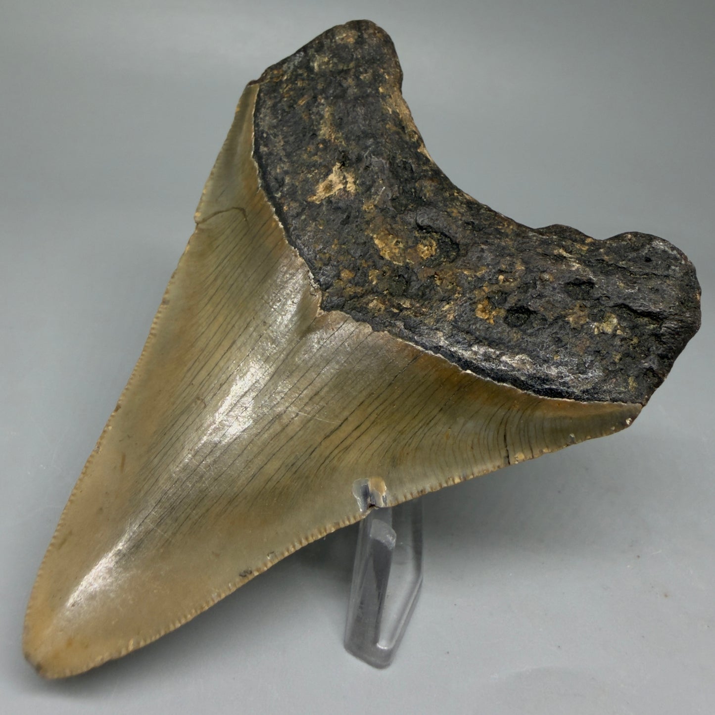 Back Right View Colorful 3.62" Fossil Megalodon Tooth from North Carolina - megalodonteeth.com CM6046