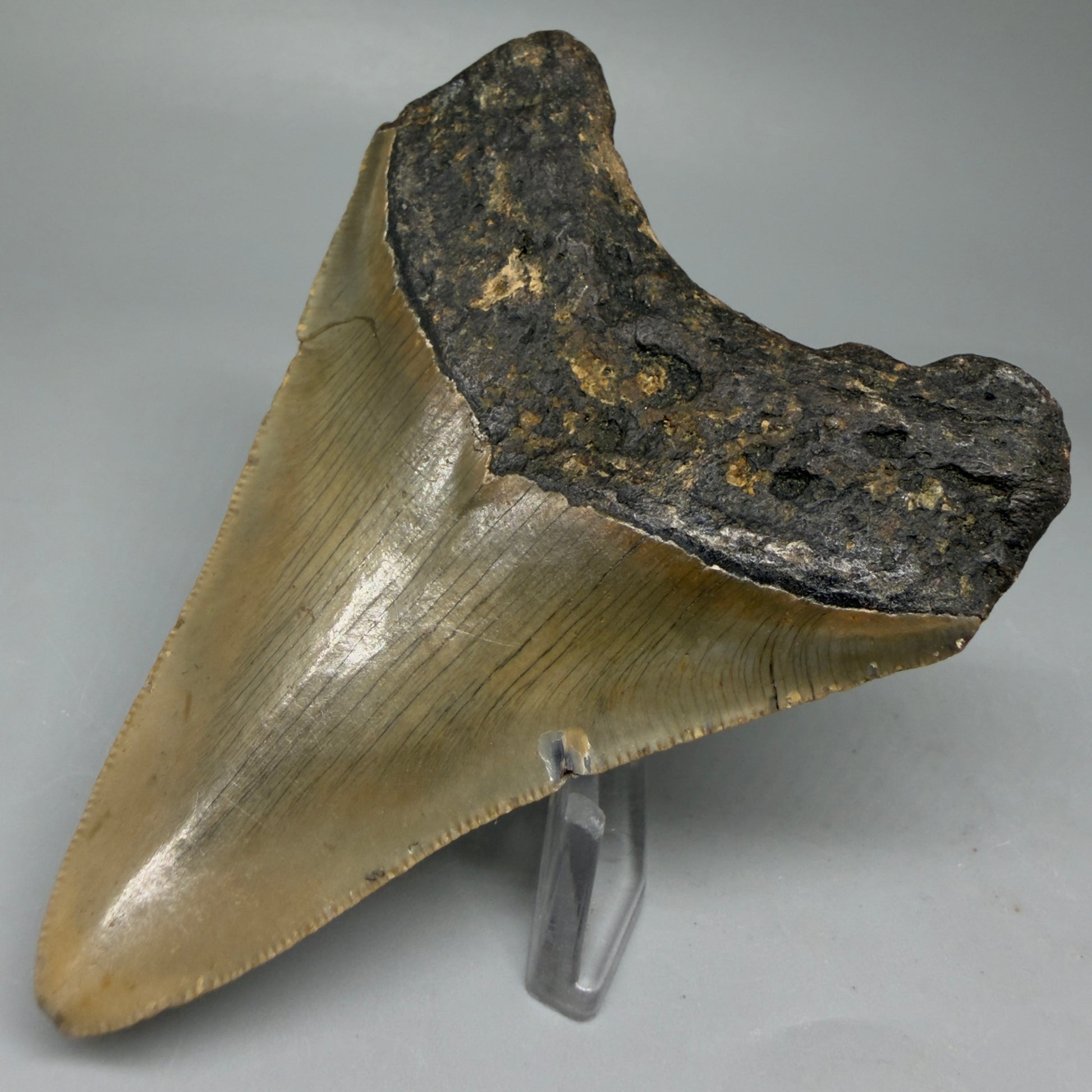 Back Right View Colorful 3.62" Fossil Megalodon Tooth from North Carolina - megalodonteeth.com CM6046
