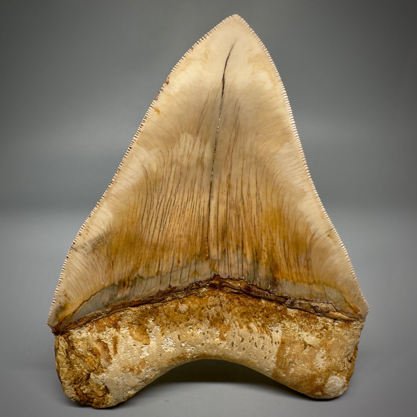 Collector's Quality, large GEM 5.13" Fossil Megalodon Shark Tooth from West Java, Indonesia CM5314 - Back 