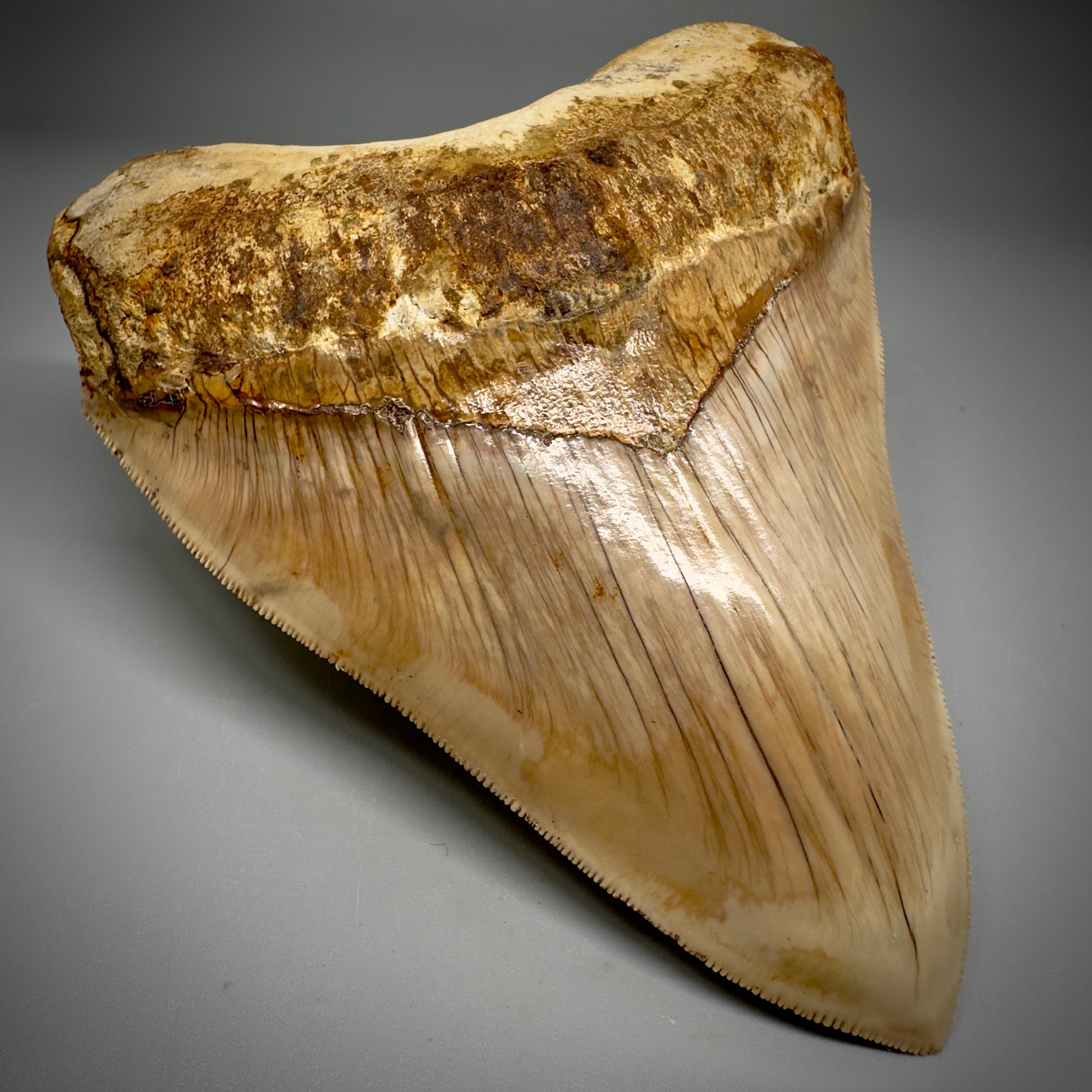 Collector's Quality, large GEM 5.13" Fossil Megalodon Shark Tooth from West Java, Indonesia CM5314 - Front Left