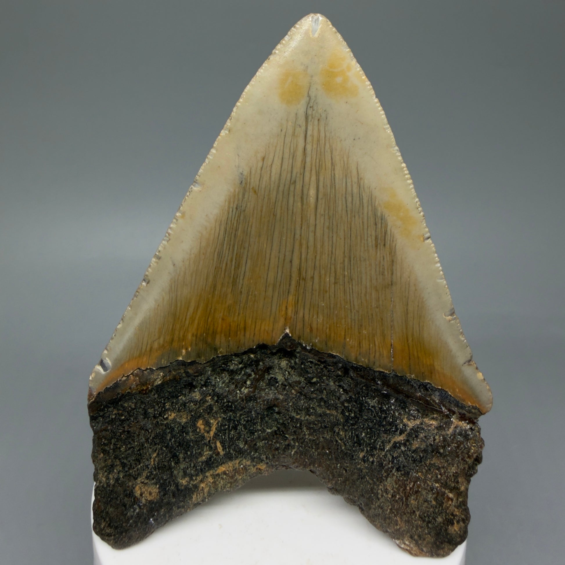 Back View Colorful 3.73" Fossil Megalodon Tooth from North Carolina - megalodonteeth.com CM6047