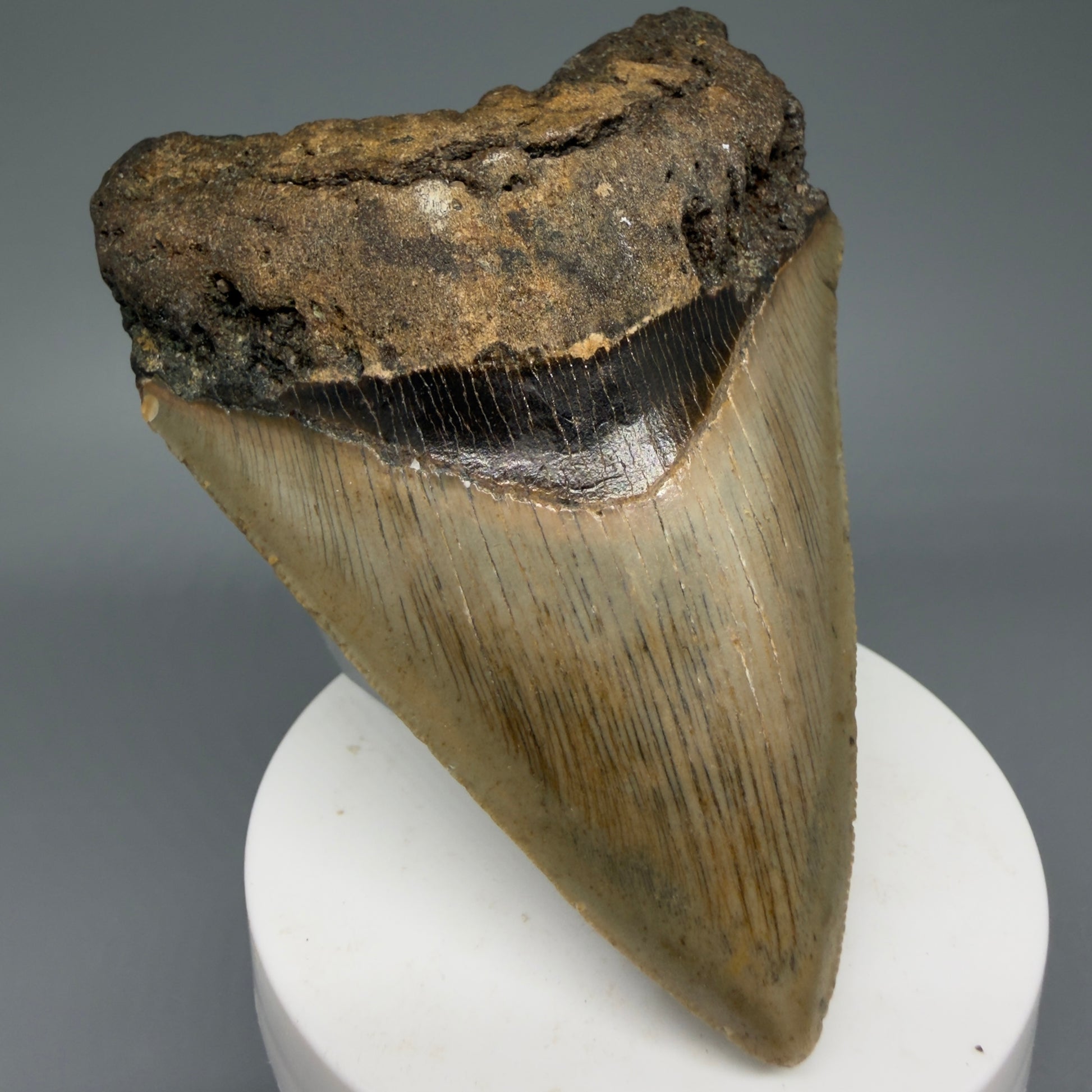 Front Left View Colorful 3.73" Fossil Megalodon Tooth from North Carolina - megalodonteeth.com CM6047