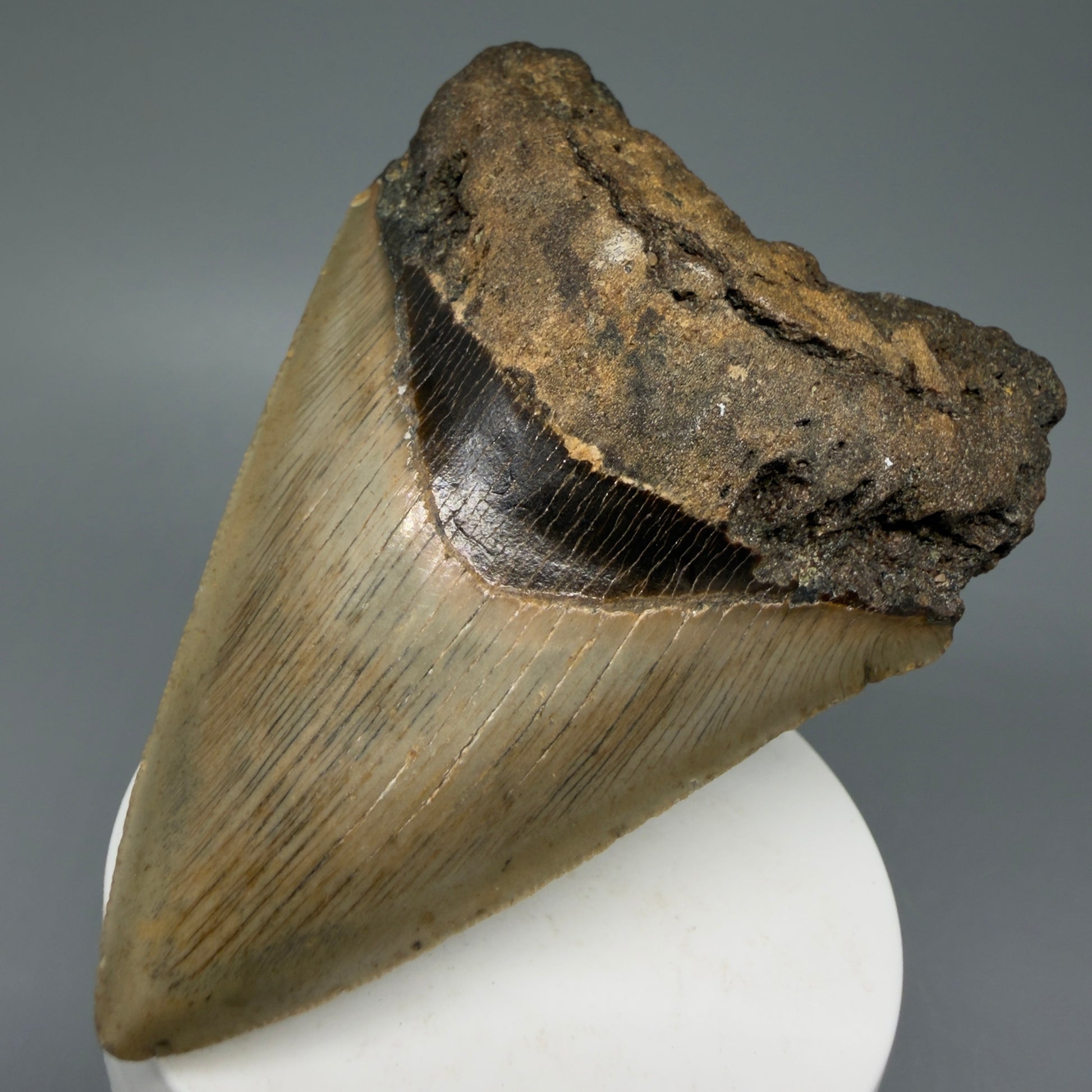 Front Right View Colorful 3.73" Fossil Megalodon Tooth from North Carolina - megalodonteeth.com CM6047