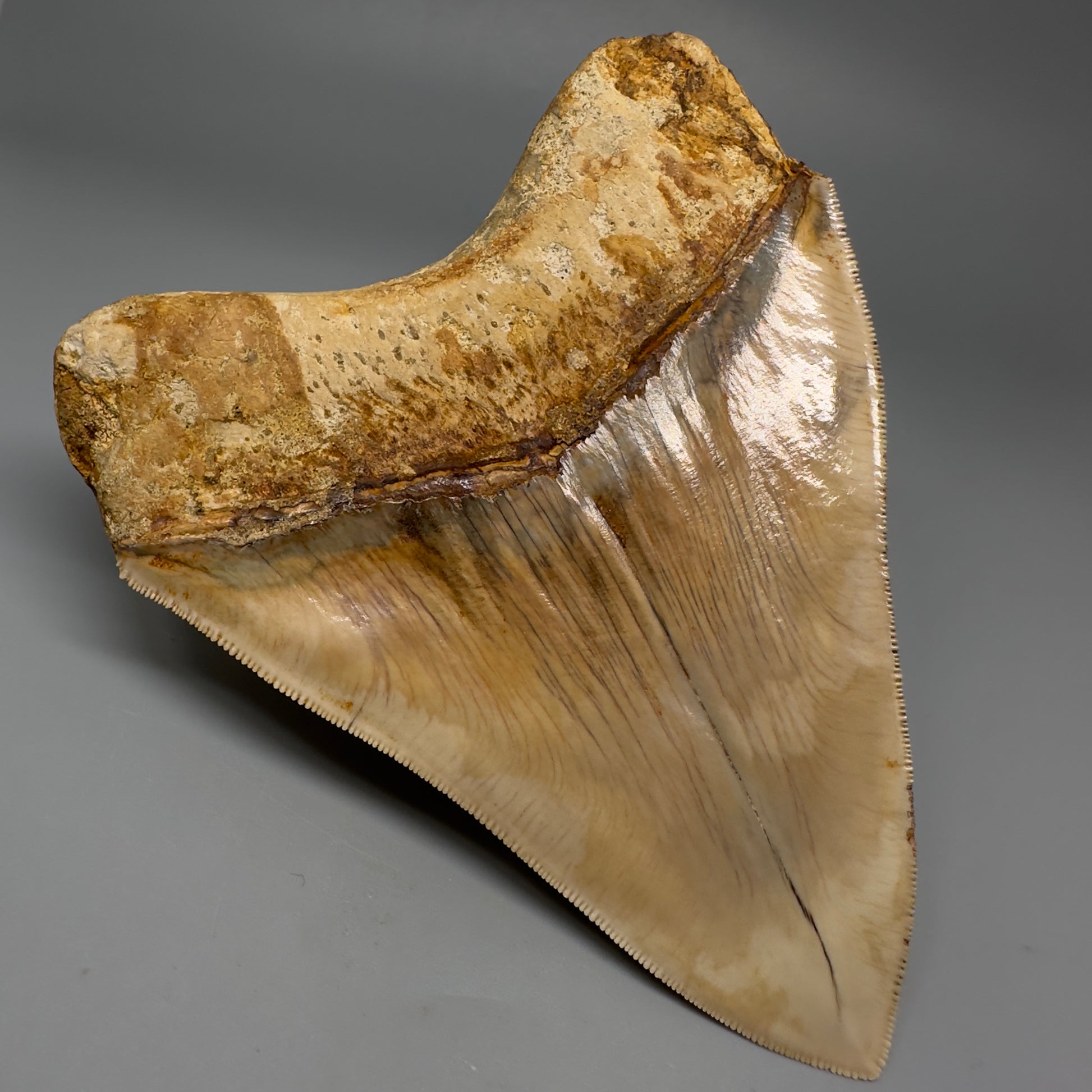 Collector's Quality, large GEM 5.13" Fossil Megalodon Shark Tooth from West Java, Indonesia CM5314 - Back Left