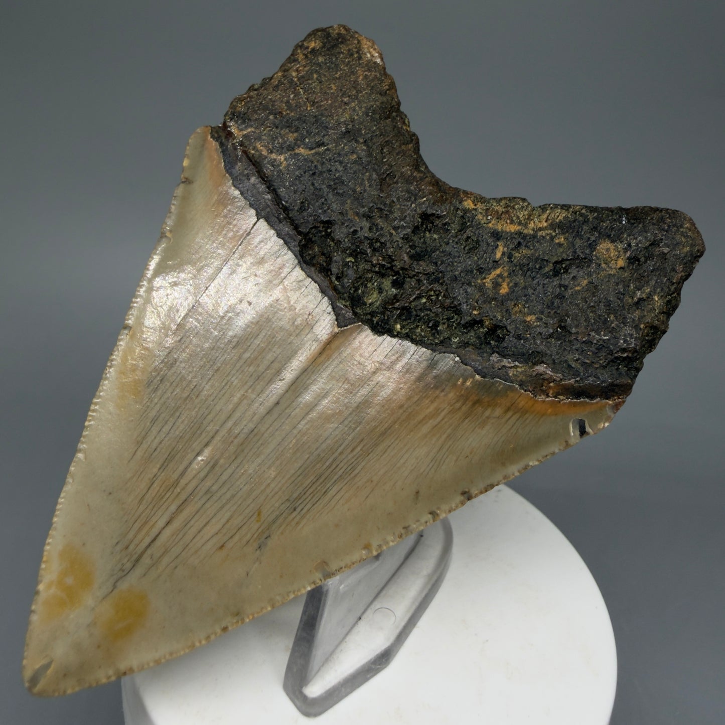 Back Right View Colorful 3.73" Fossil Megalodon Tooth from North Carolina - megalodonteeth.com CM6047