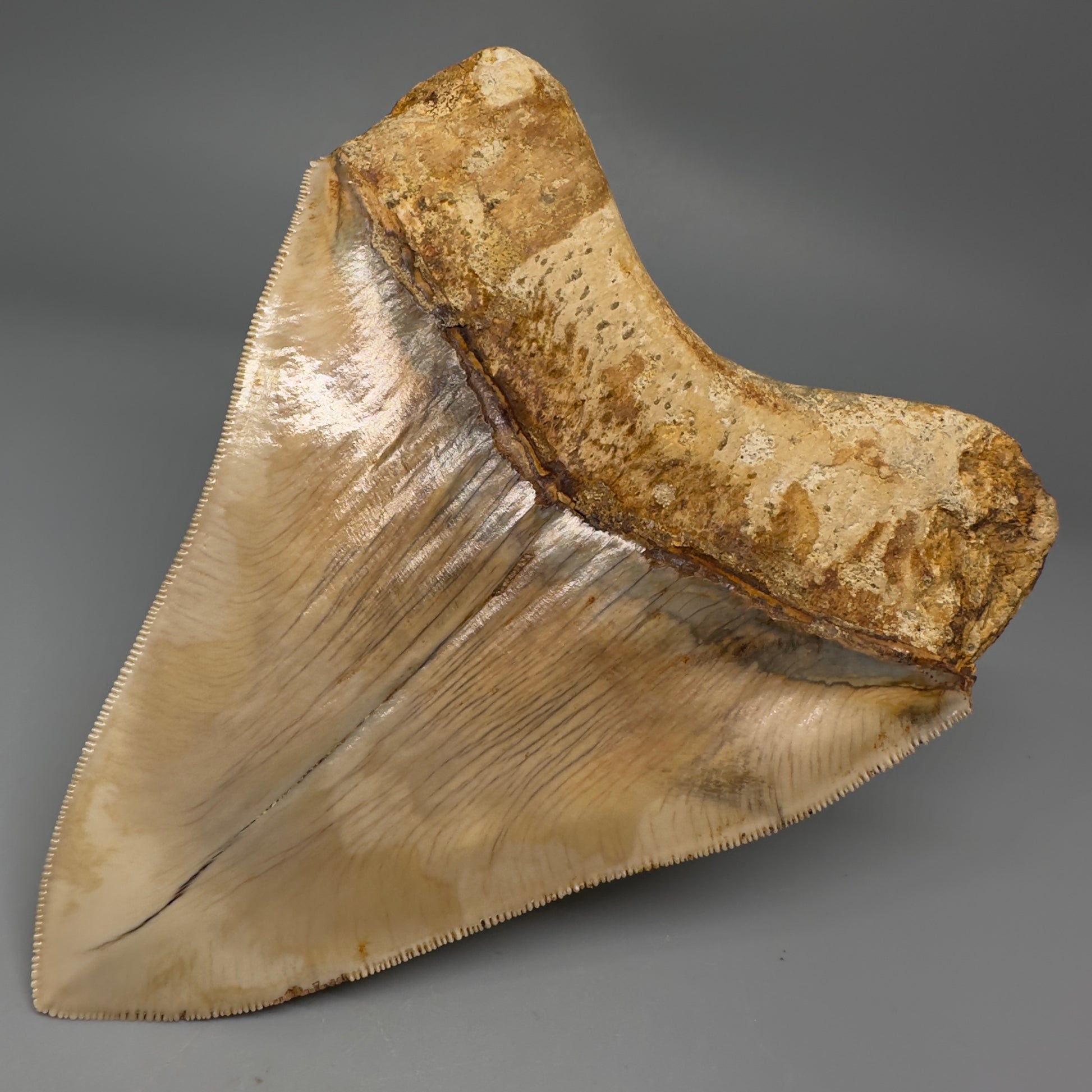 Collector's Quality, large GEM 5.13" Fossil Megalodon Shark Tooth from West Java, Indonesia CM5314 - Back Right