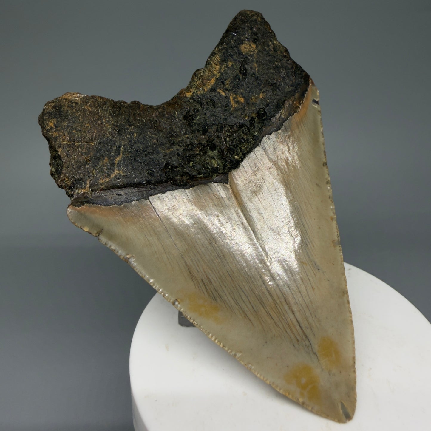 Back Left View Colorful 3.73" Fossil Megalodon Tooth from North Carolina - megalodonteeth.com CM6047