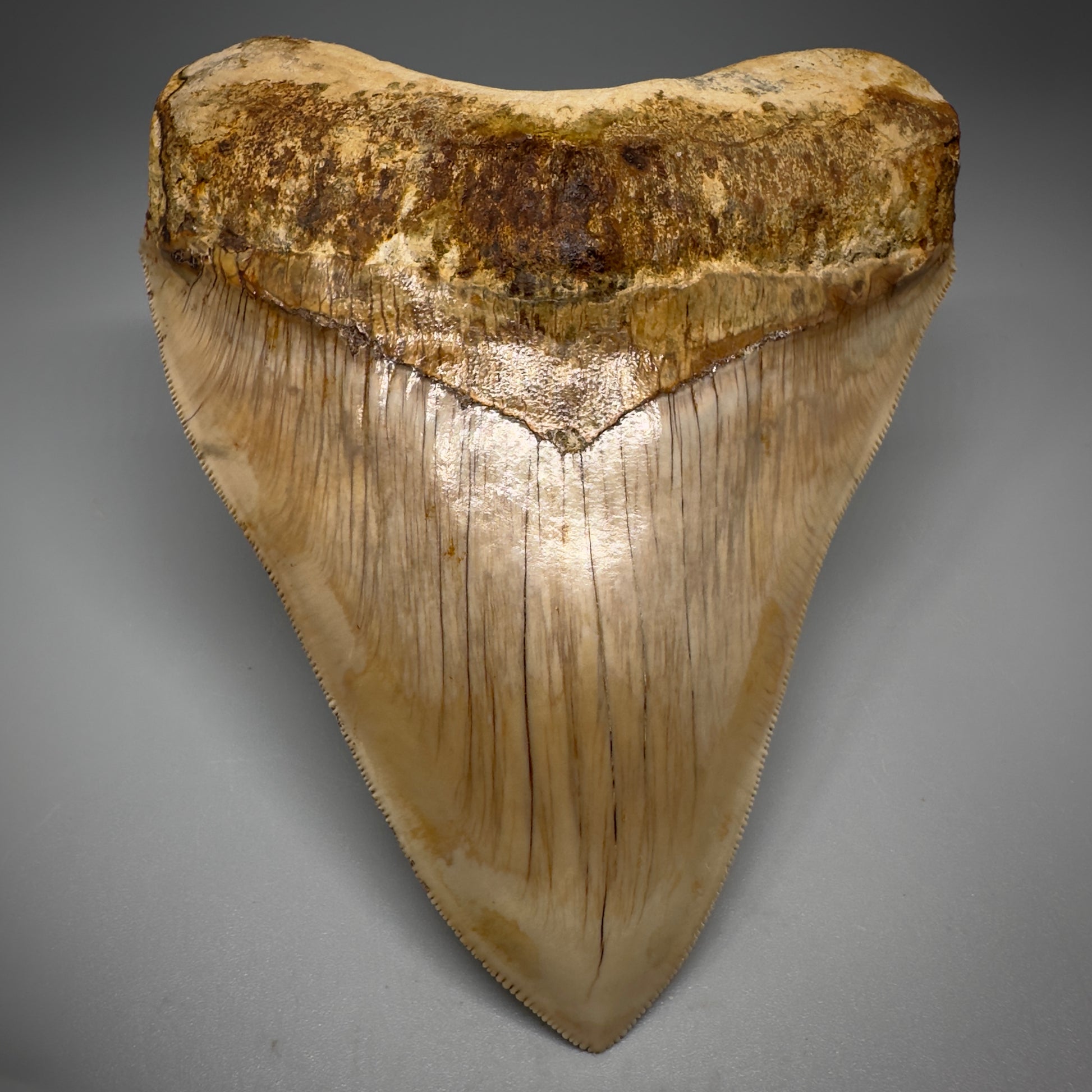 Collector's Quality, large GEM 5.13" Fossil Megalodon Shark Tooth from West Java, Indonesia CM5314 - Front 5