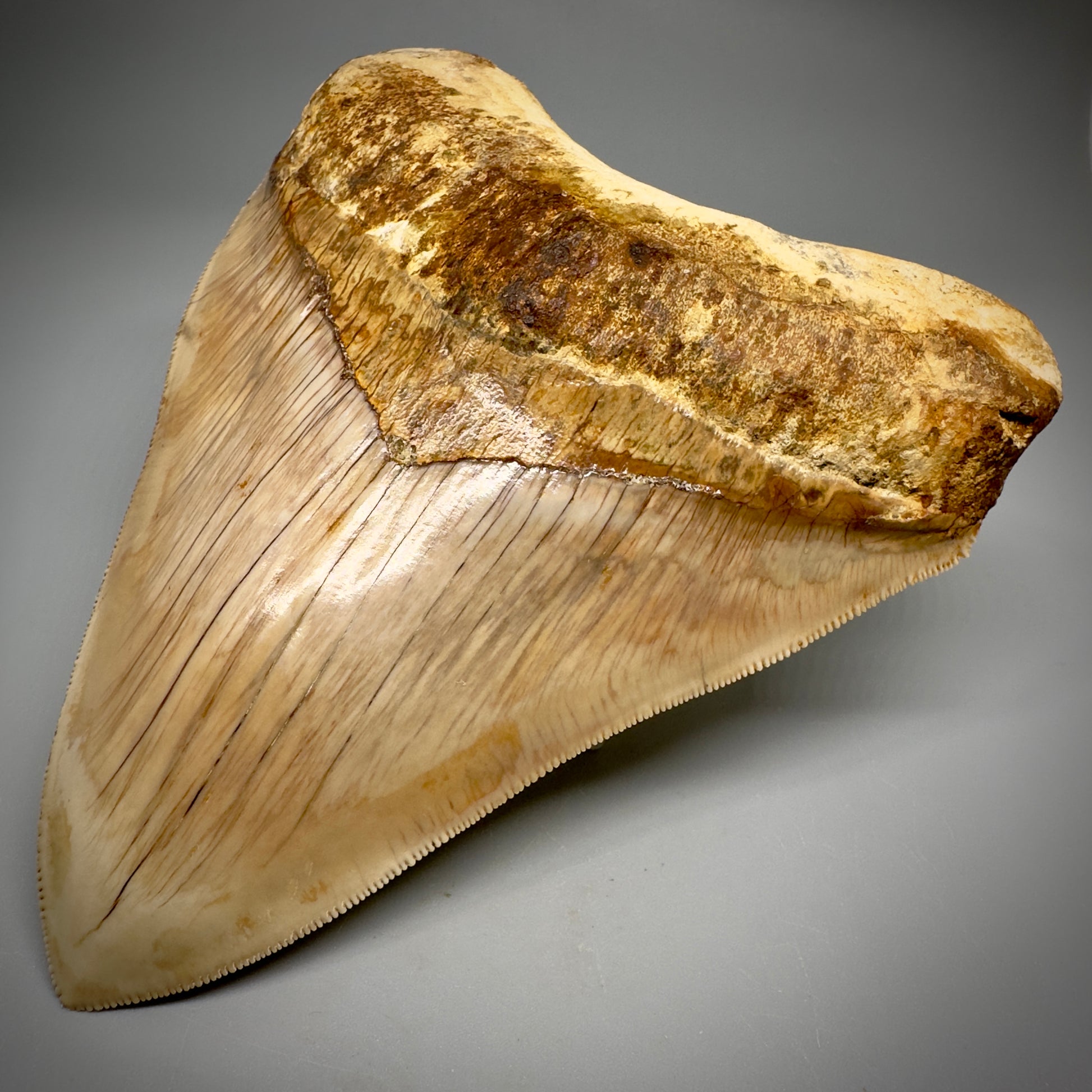 Collector's Quality, large GEM 5.13" Fossil Megalodon Shark Tooth from West Java, Indonesia CM5314 - Front Right