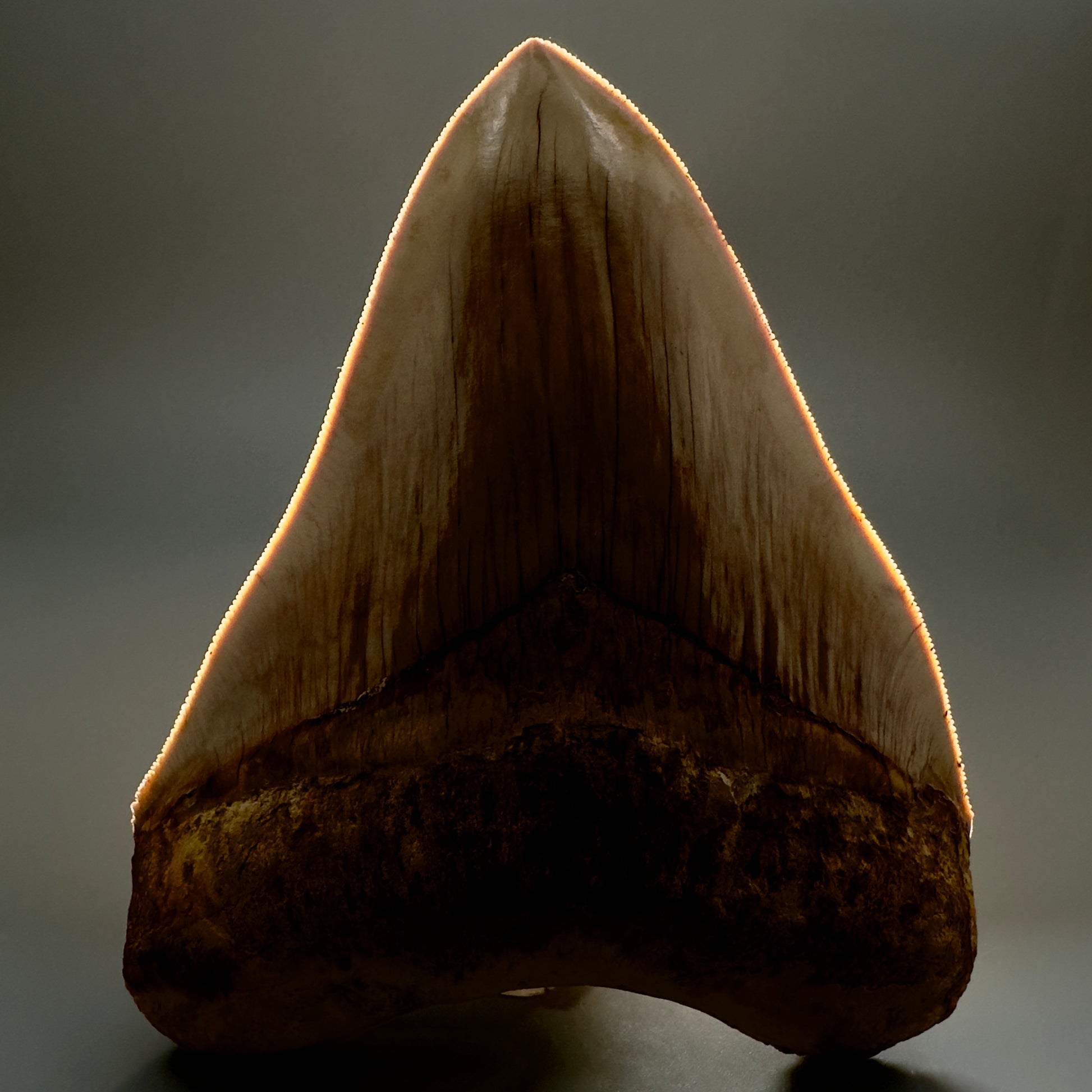 Collector's Quality, large GEM 5.13" Fossil Megalodon Shark Tooth from West Java, Indonesia CM5314 - Front 1 Serrations Detail