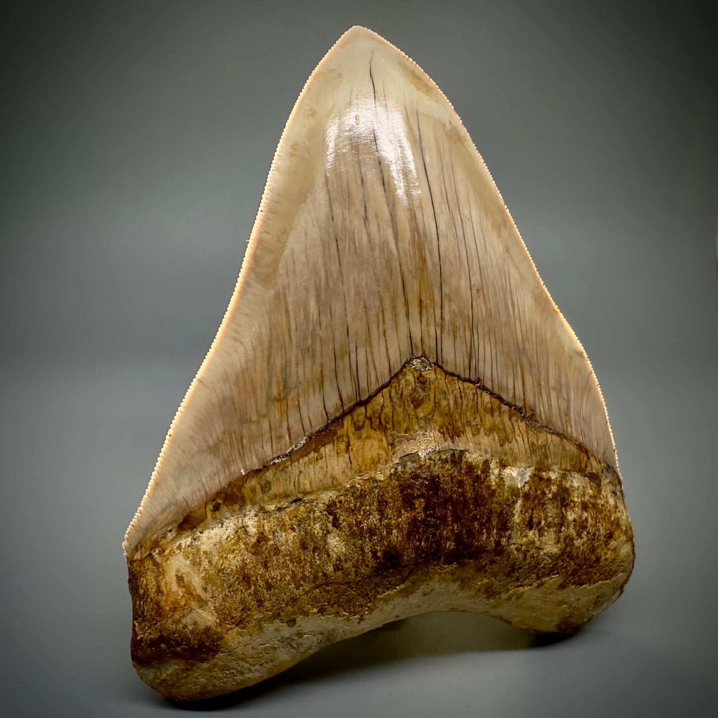 Collector's Quality, large GEM 5.13" Fossil Megalodon Shark Tooth from West Java, Indonesia CM5314 - Front 2