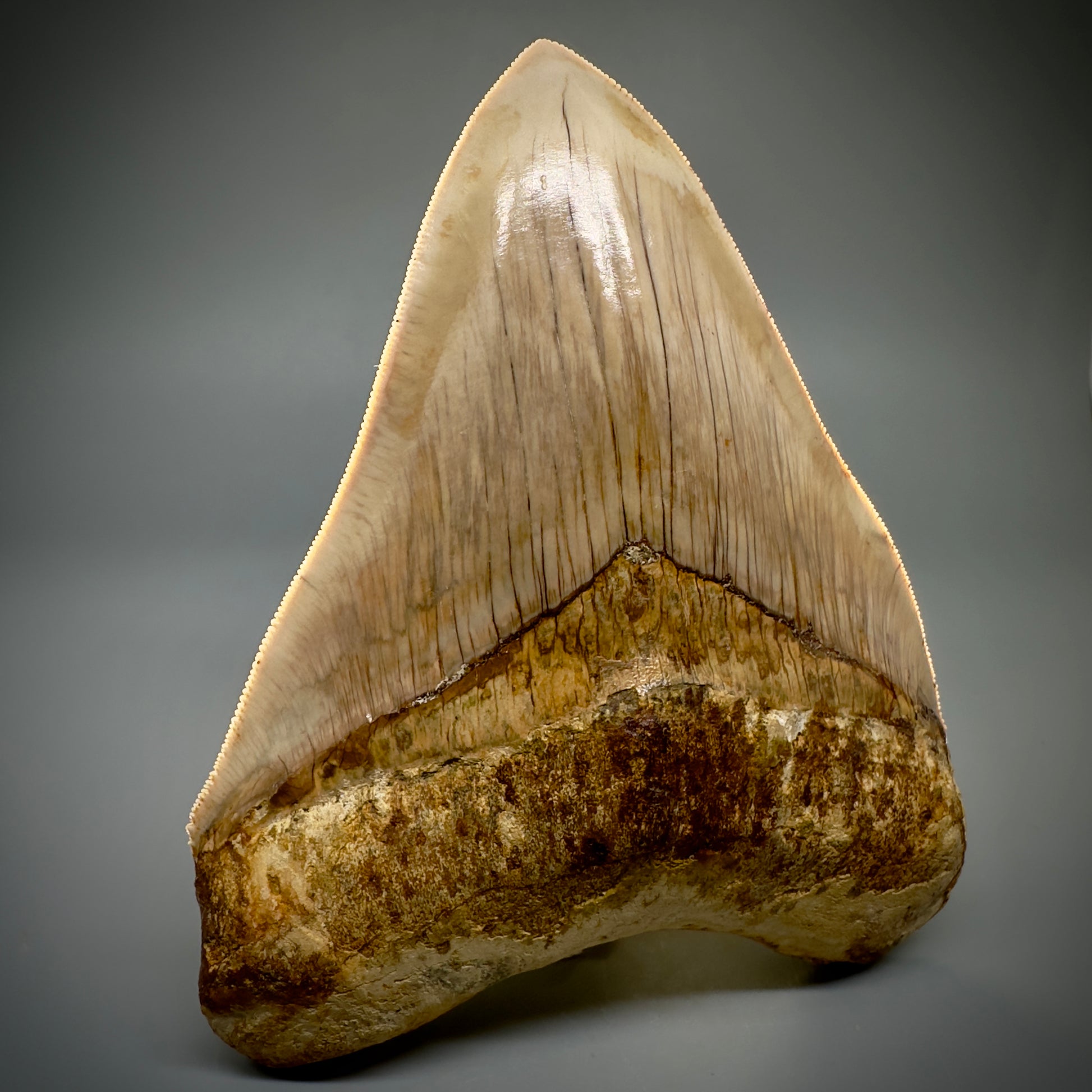 Collector's Quality, large GEM 5.13" Fossil Megalodon Shark Tooth from West Java, Indonesia CM5314 - Front 2