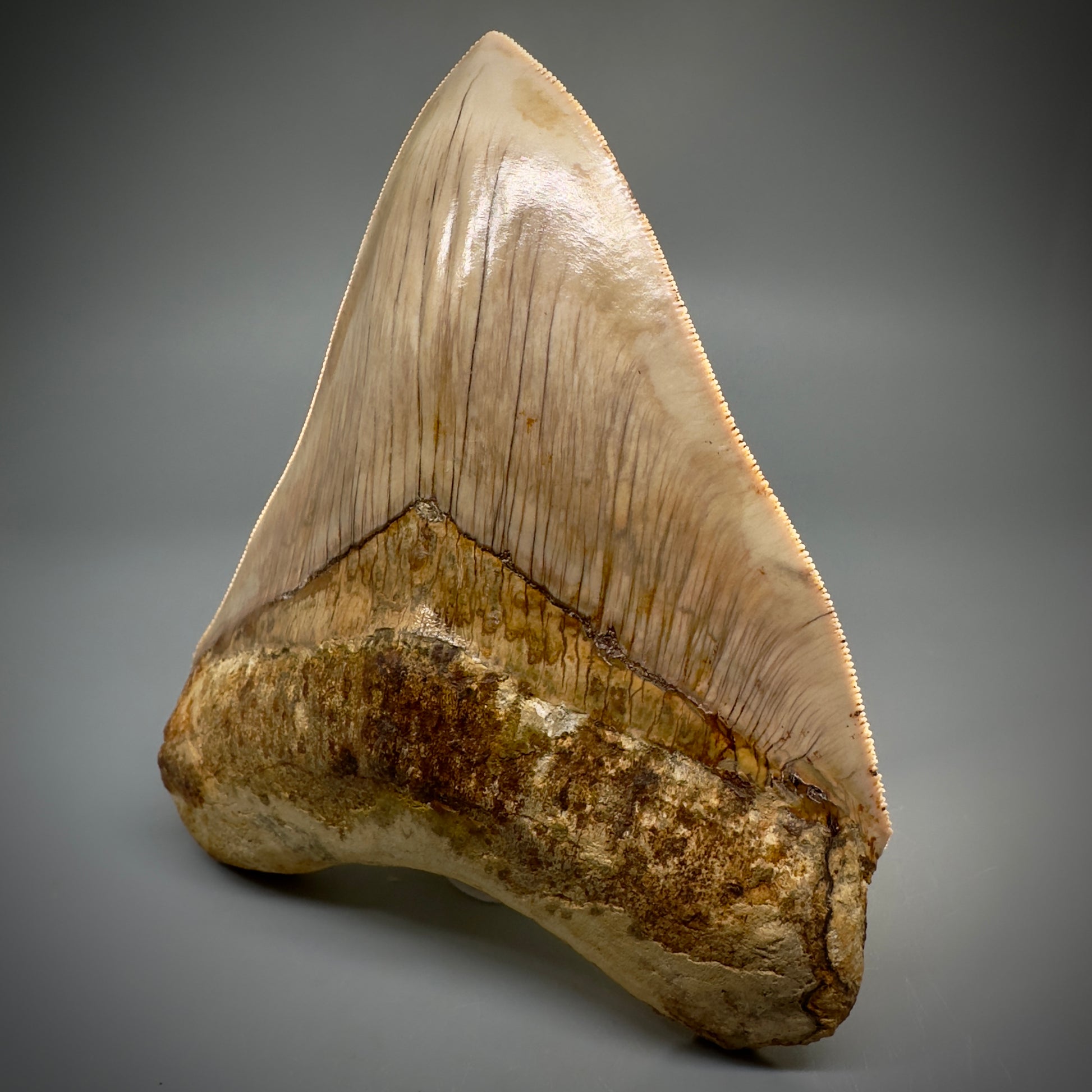 Collector's Quality, large GEM 5.13" Fossil Megalodon Shark Tooth from West Java, Indonesia CM5314 - Front 3