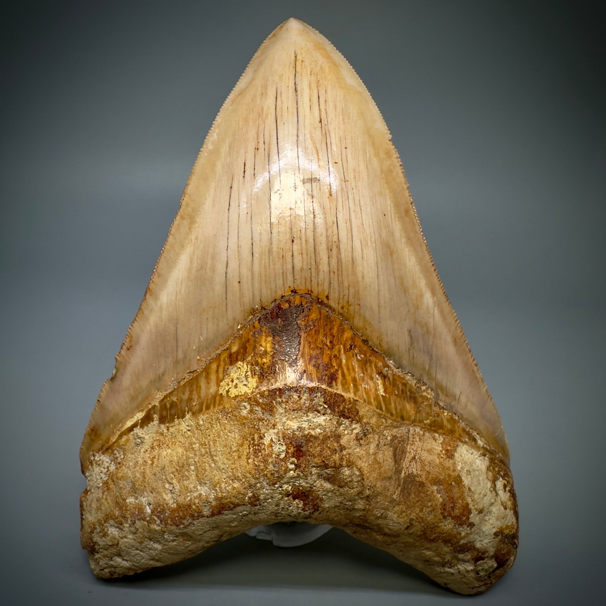 Collector's Quality, large GEM 5.20" Fossil Megalodon Shark Tooth from West Java, Indonesia CM5313 - Front