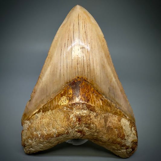 Collector's Quality, large GEM 5.20" Fossil Megalodon Shark Tooth from West Java, Indonesia CM5313 - Front