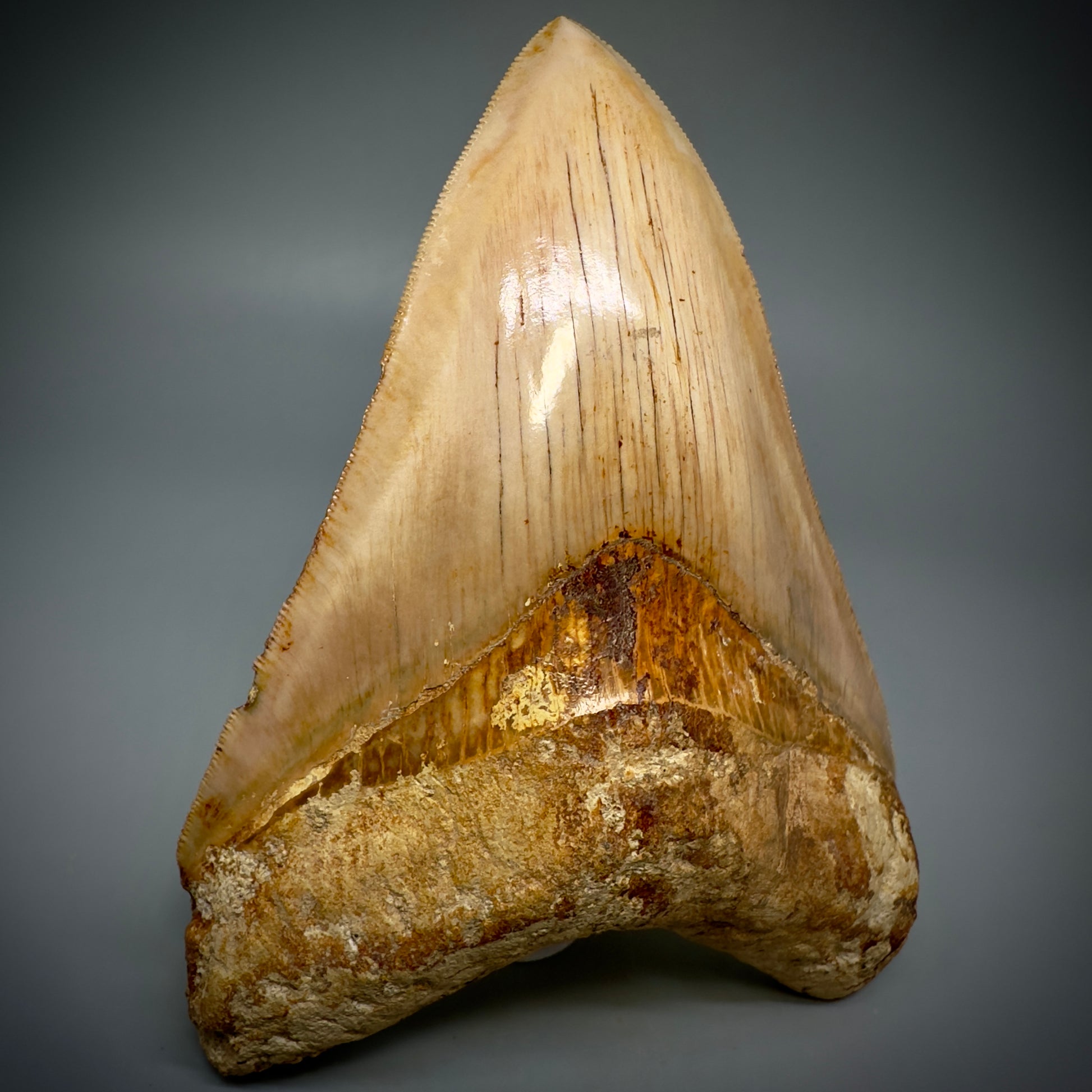Collector's Quality, large GEM 5.20" Fossil Megalodon Shark Tooth from West Java, Indonesia CM5313 - Front Left