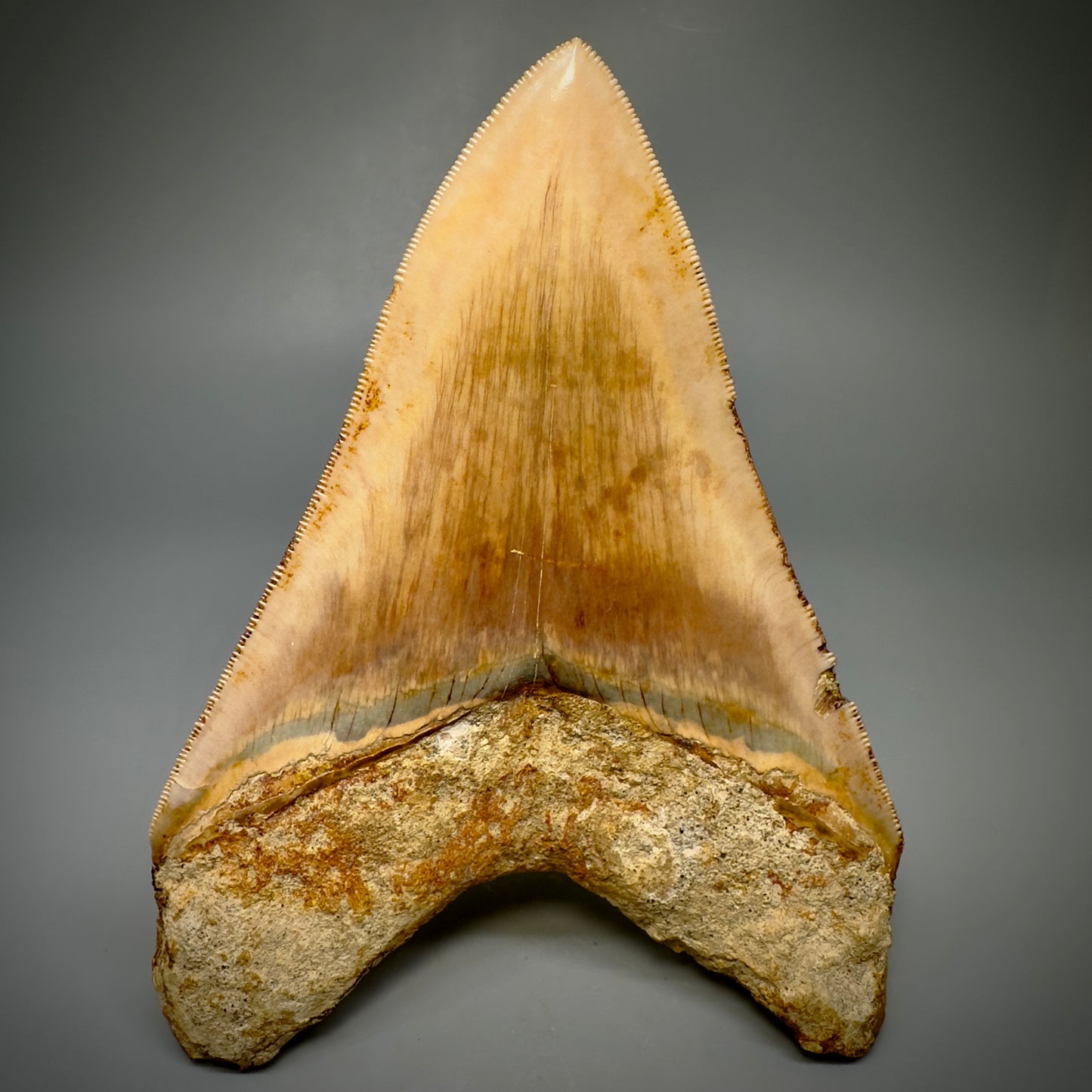 Collector's Quality, large GEM 5.20" Fossil Megalodon Shark Tooth from West Java, Indonesia CM5313 - Back