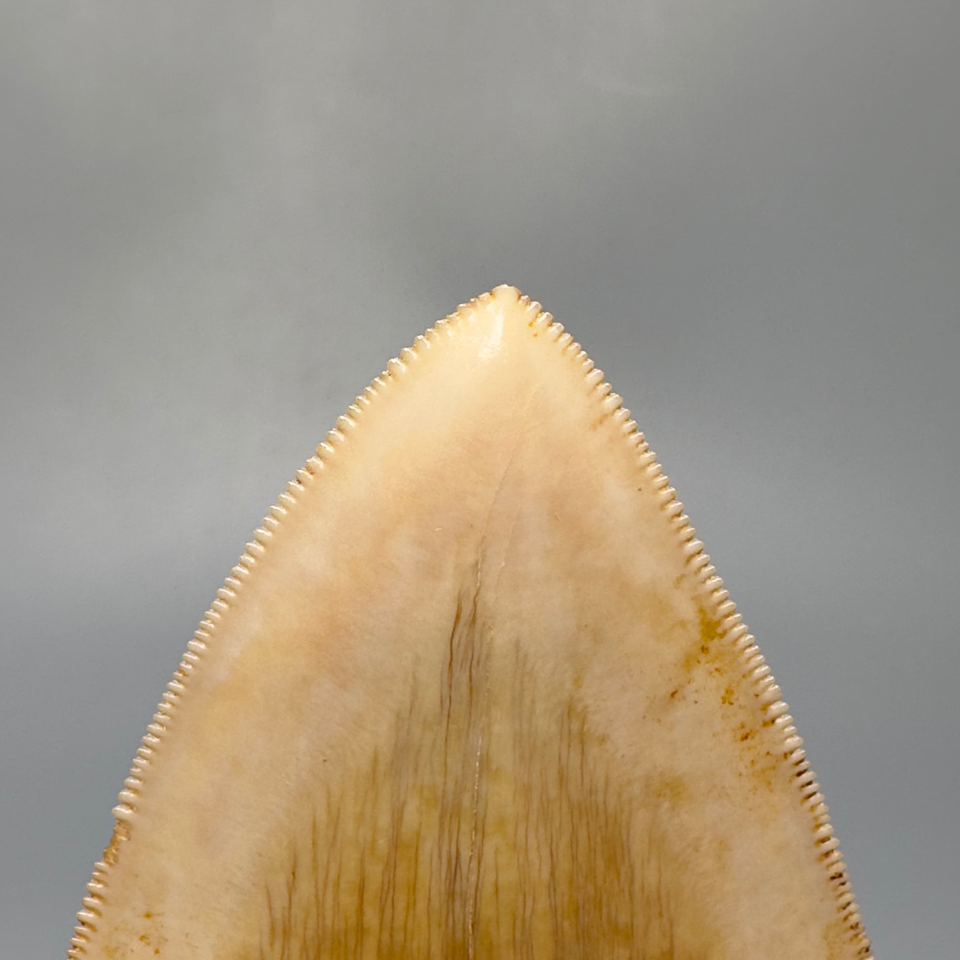 Collector's Quality, large GEM 5.20" Fossil Megalodon Shark Tooth from West Java, Indonesia CM5313 - Tip Detail