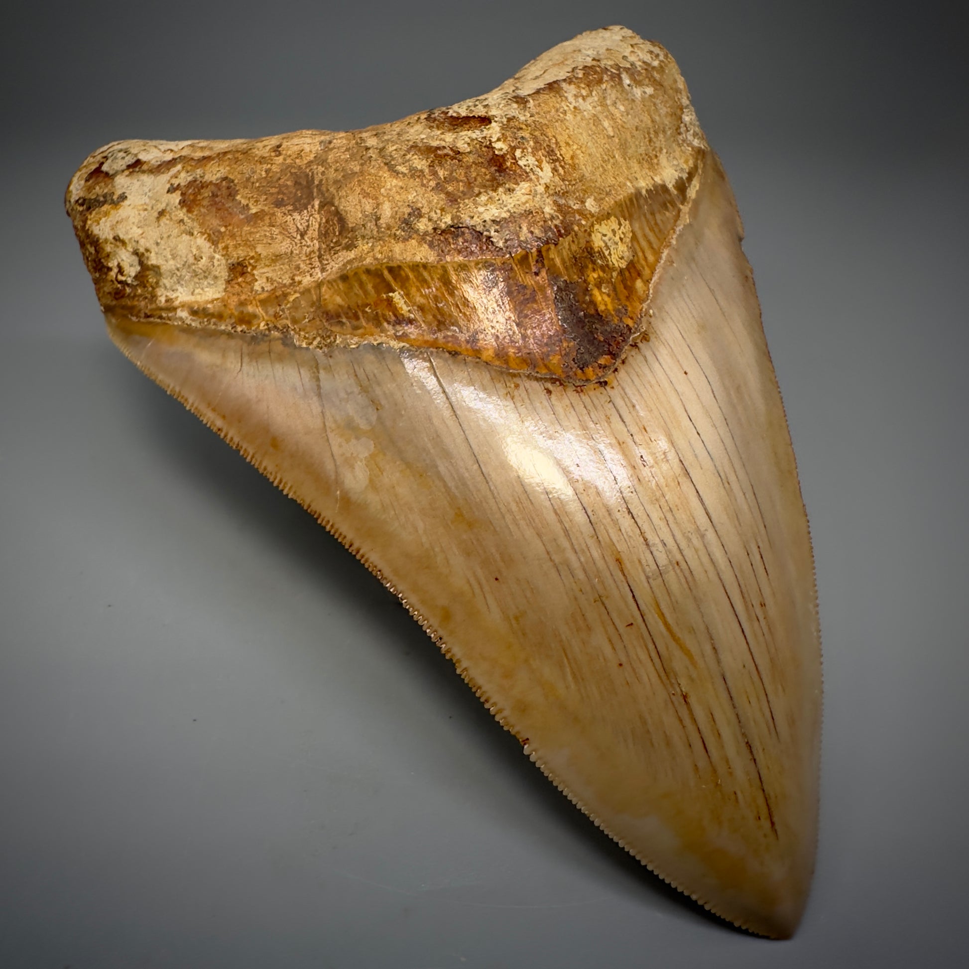 Collector's Quality, large GEM 5.20" Fossil Megalodon Shark Tooth from West Java, Indonesia CM5313 - Front Left 1