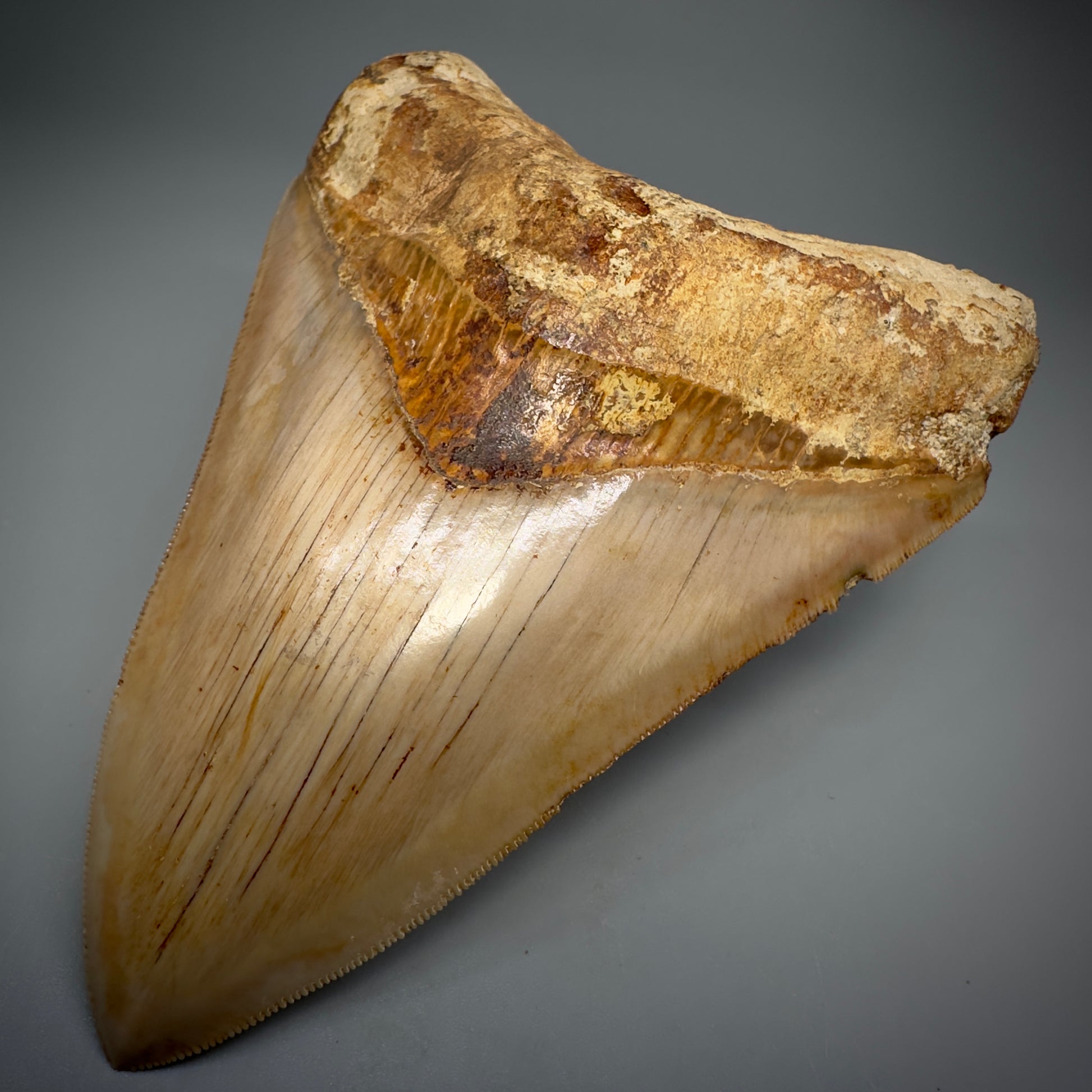 Collector's Quality, large GEM 5.20" Fossil Megalodon Shark Tooth from West Java, Indonesia CM5313 - Front Right 1