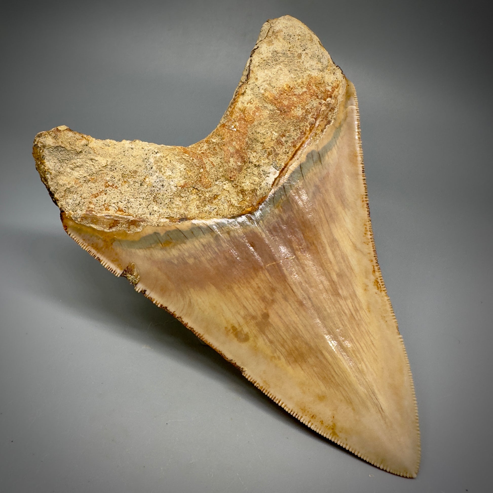 Collector's Quality, large GEM 5.20" Fossil Megalodon Shark Tooth from West Java, Indonesia CM5313 - Back Left