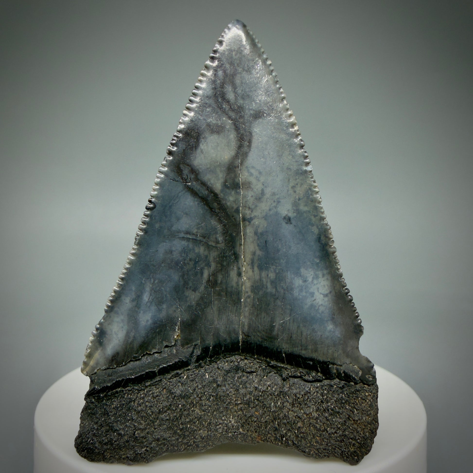 Back View Large, serrated 2.47" Fossil Great White Shark Tooth - South Carolina GW1315