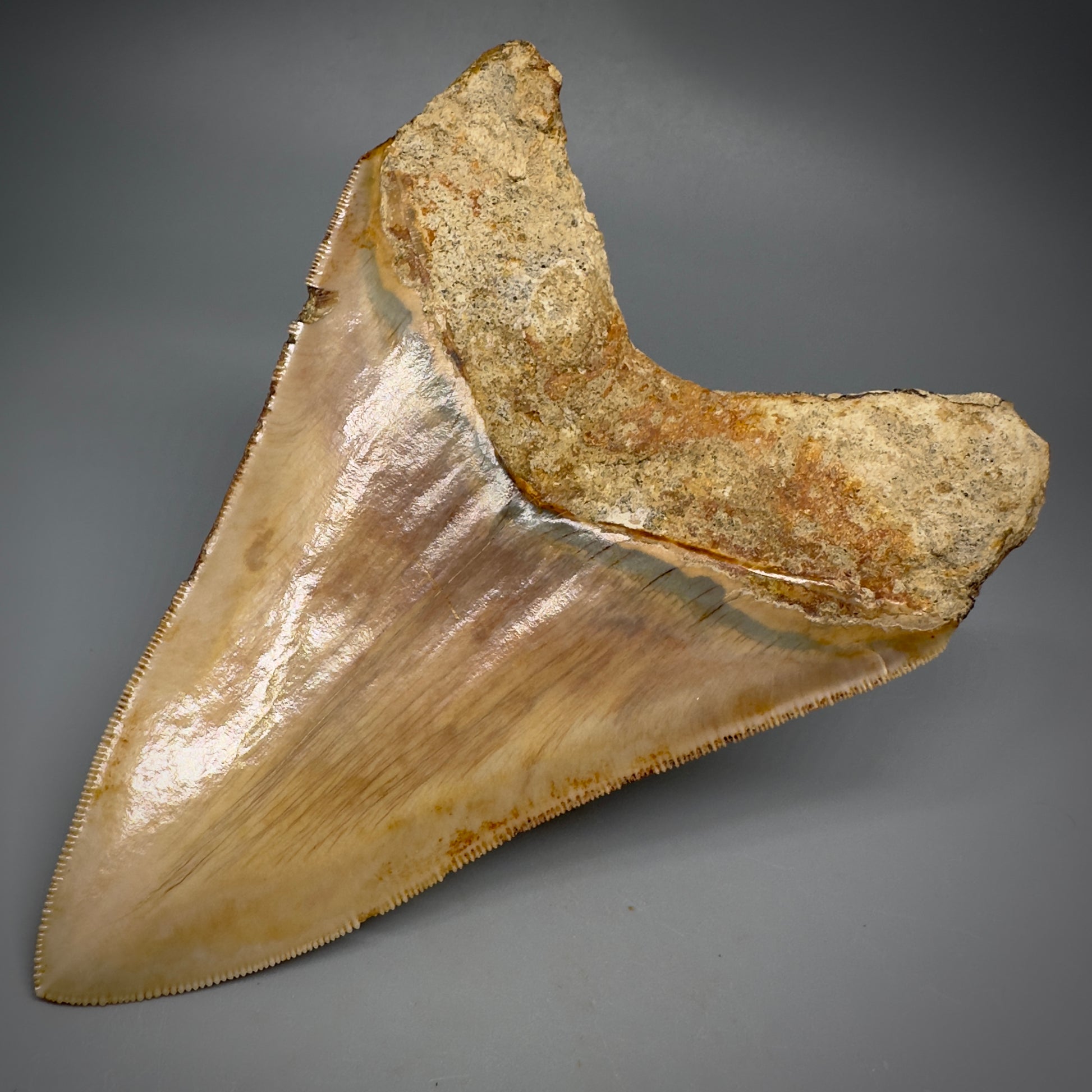 Collector's Quality, large GEM 5.20" Fossil Megalodon Shark Tooth from West Java, Indonesia CM5313 - Back Right