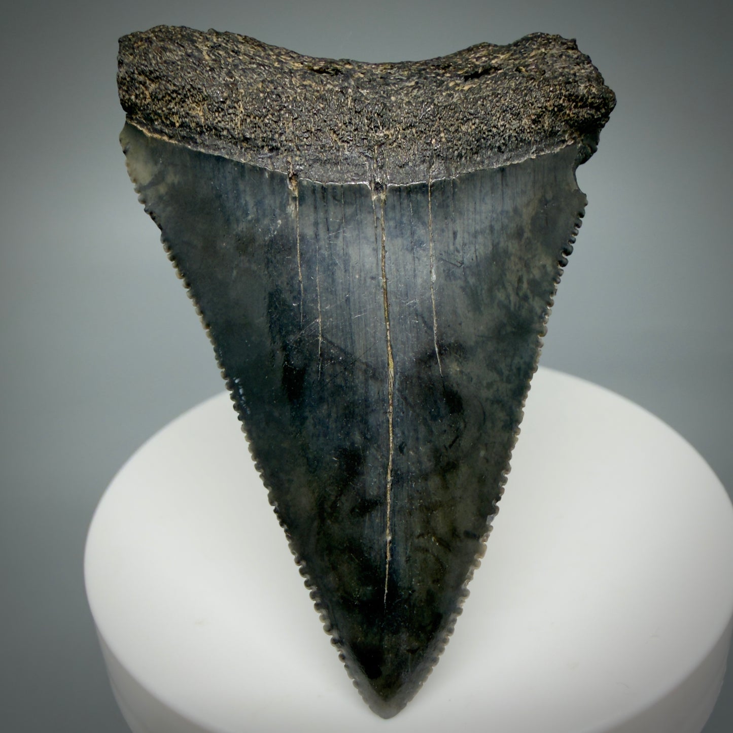Front View Large, serrated 2.47" Fossil Great White Shark Tooth - South Carolina GW1315 - 1