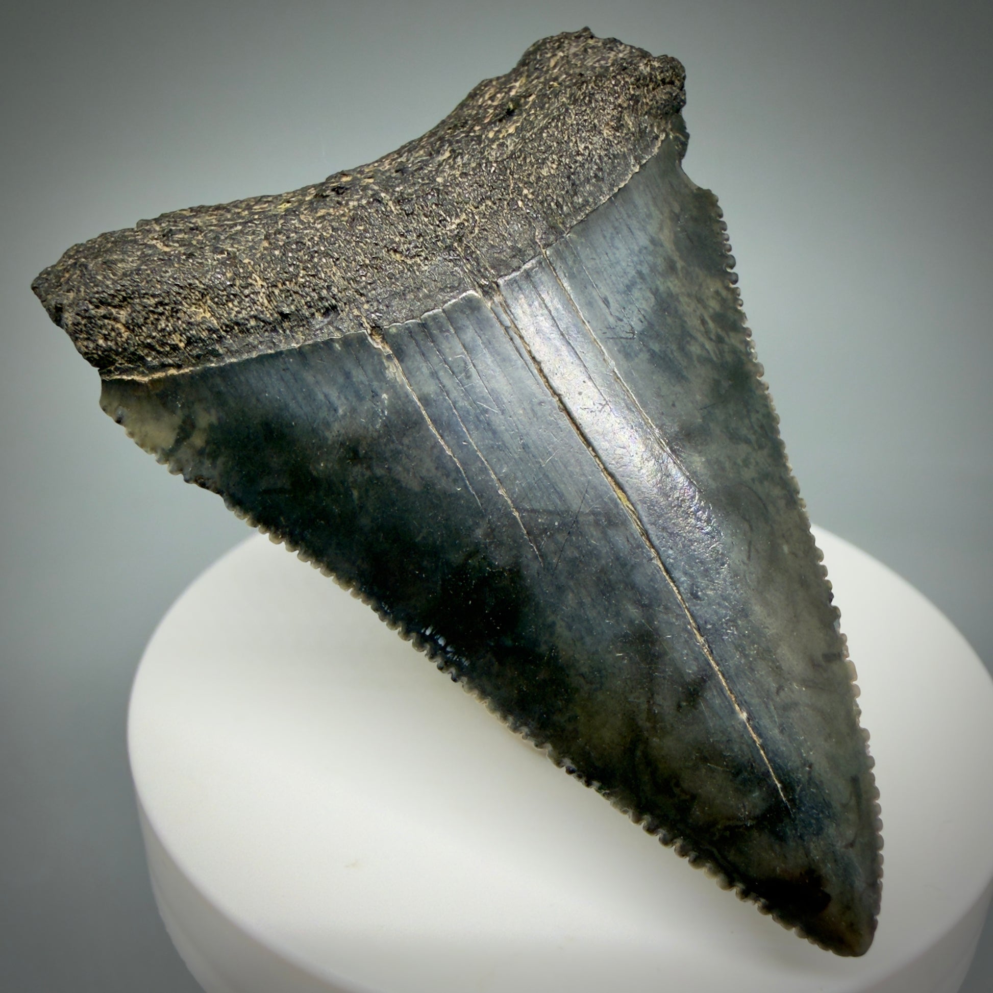 Front Left View Large, serrated 2.47" Fossil Great White Shark Tooth - South Carolina GW1315