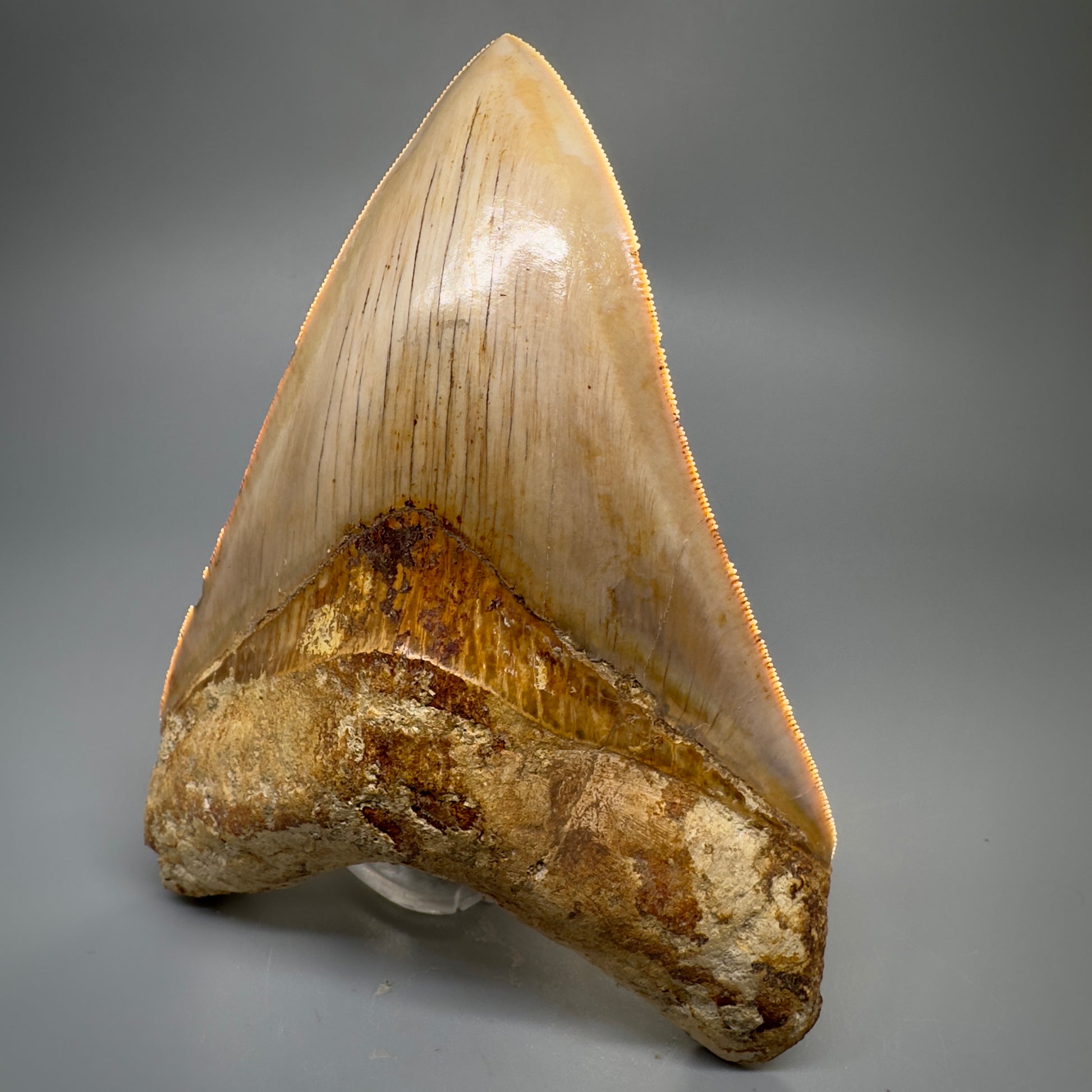 Collector's Quality, large GEM 5.20" Fossil Megalodon Shark Tooth from West Java, Indonesia CM5313 - Front Right