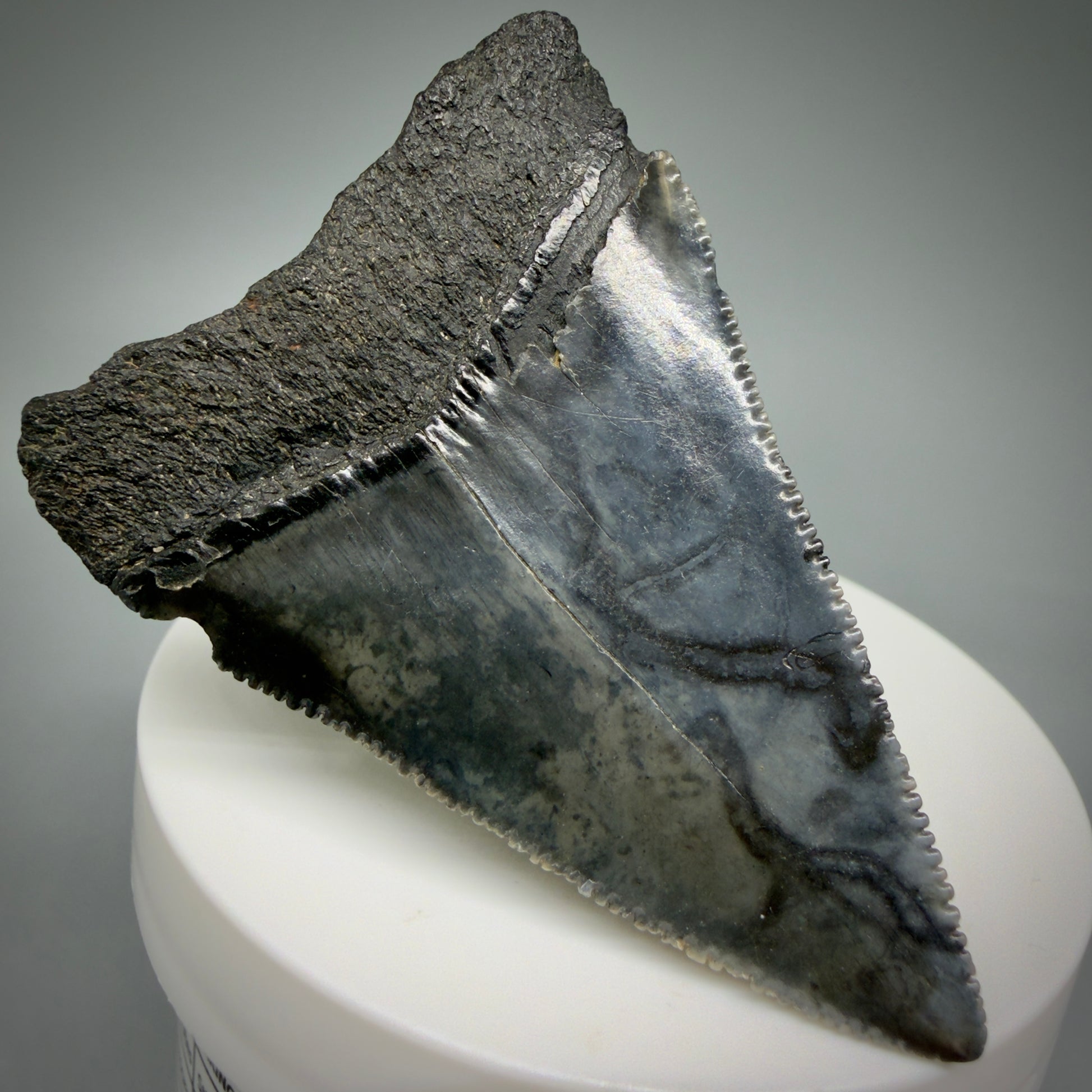Back Left View Large, serrated 2.47" Fossil Great White Shark Tooth - South Carolina GW1315