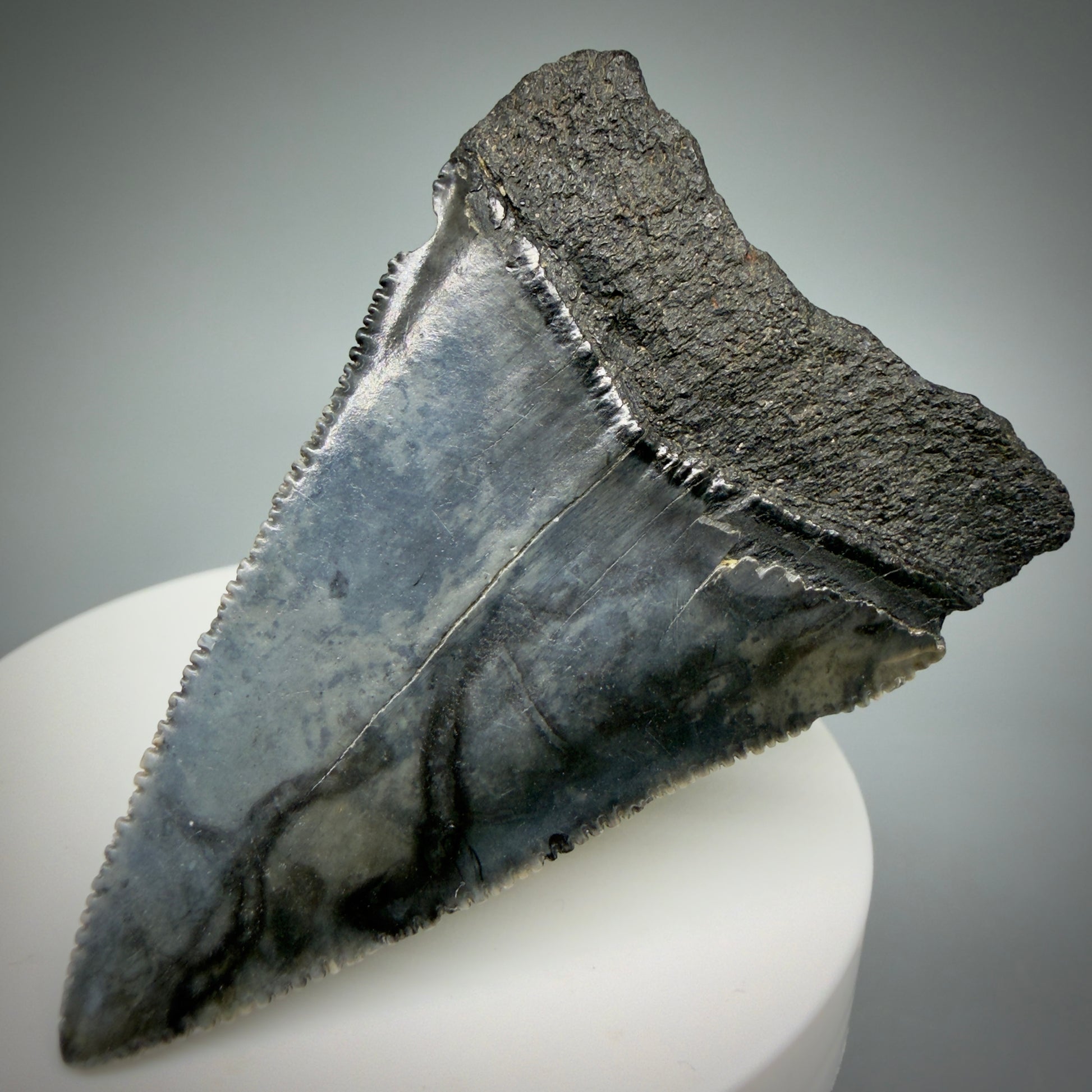 Back Right View Large, serrated 2.47" Fossil Great White Shark Tooth - South Carolina GW1315