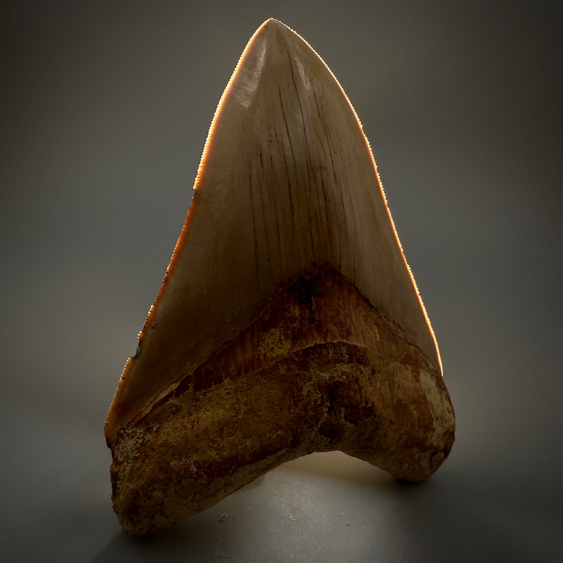 Collector's Quality, large GEM 5.20" Fossil Megalodon Shark Tooth from West Java, Indonesia CM5313 - Front Serrations details